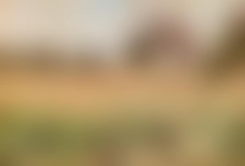 View over a mature cornfield (preview)