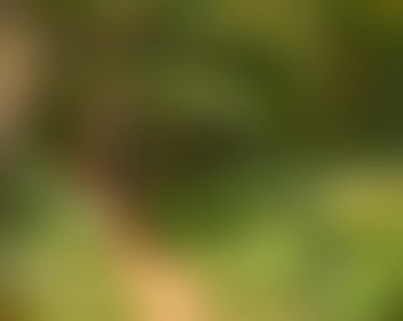Sunlit path leading into the shade of the trees (preview)