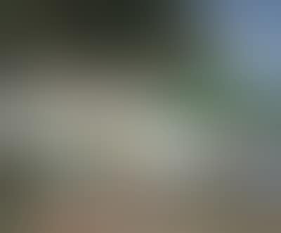 Pinien von Lapad (preview)