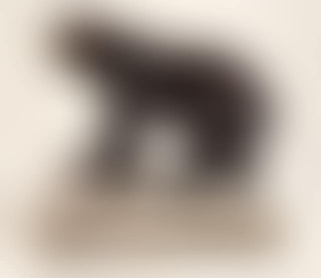 OURS BARIBAL juvénile taxidermisé en entier en position de marche. Présenté sur un socle imitant le rocher (monté sur roulettes). Di... (preview)