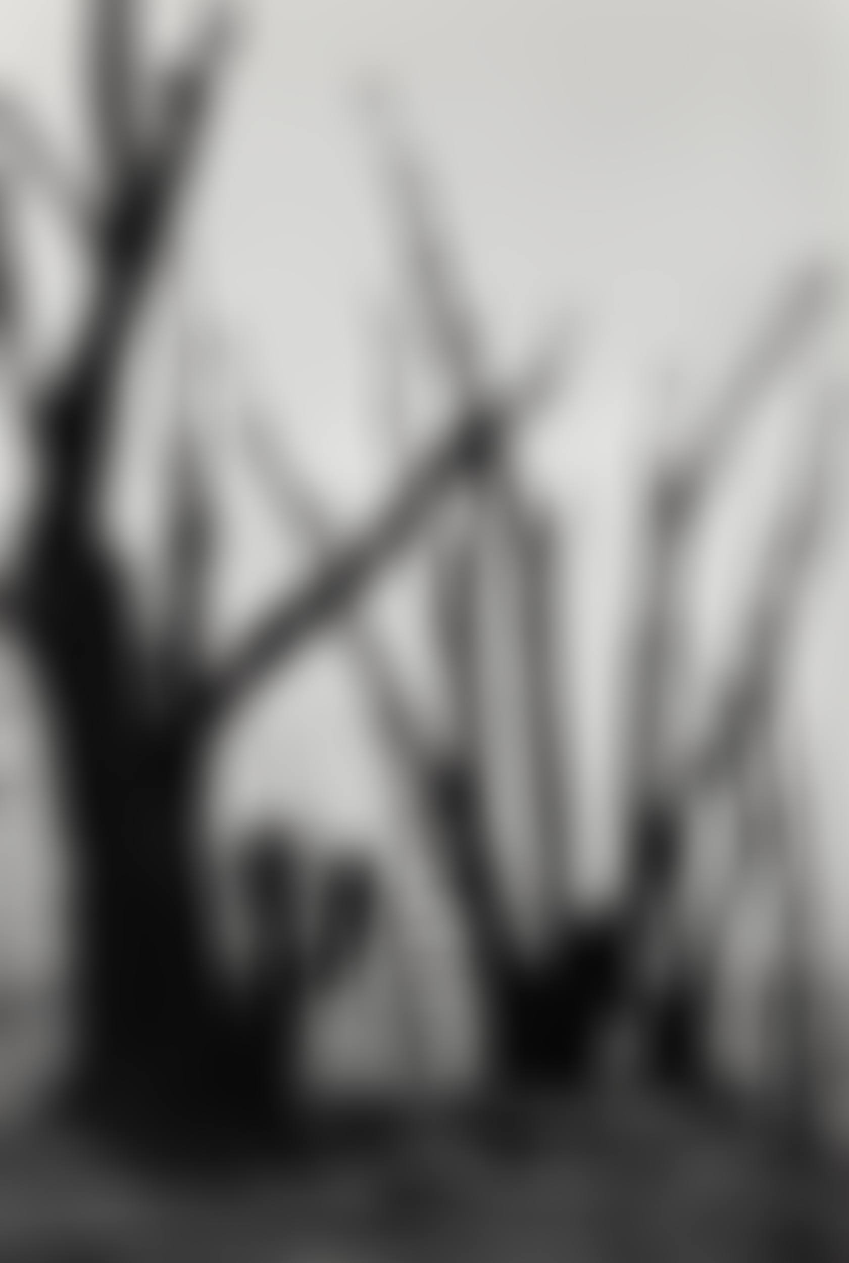 Trees (preview)