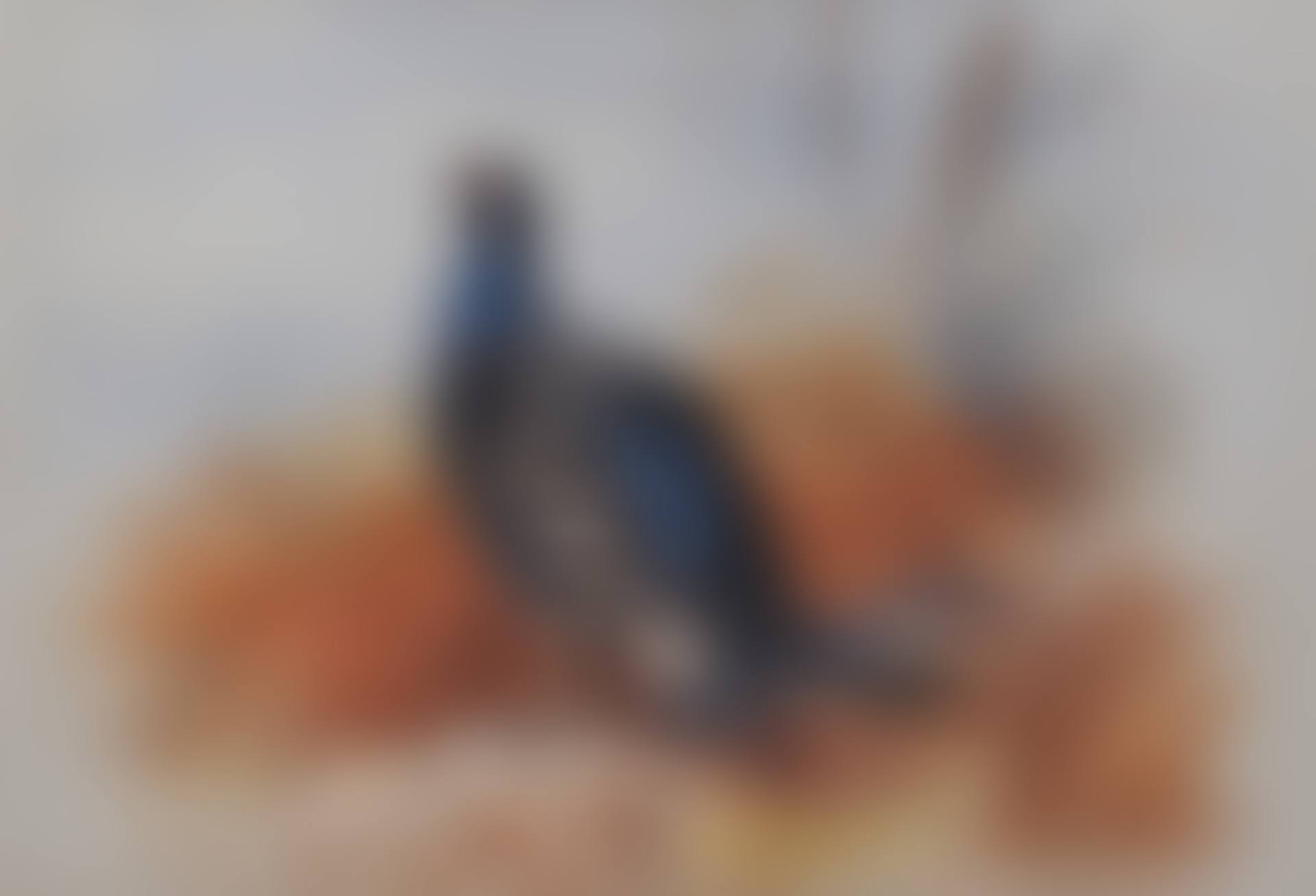 Blackgame (preview)
