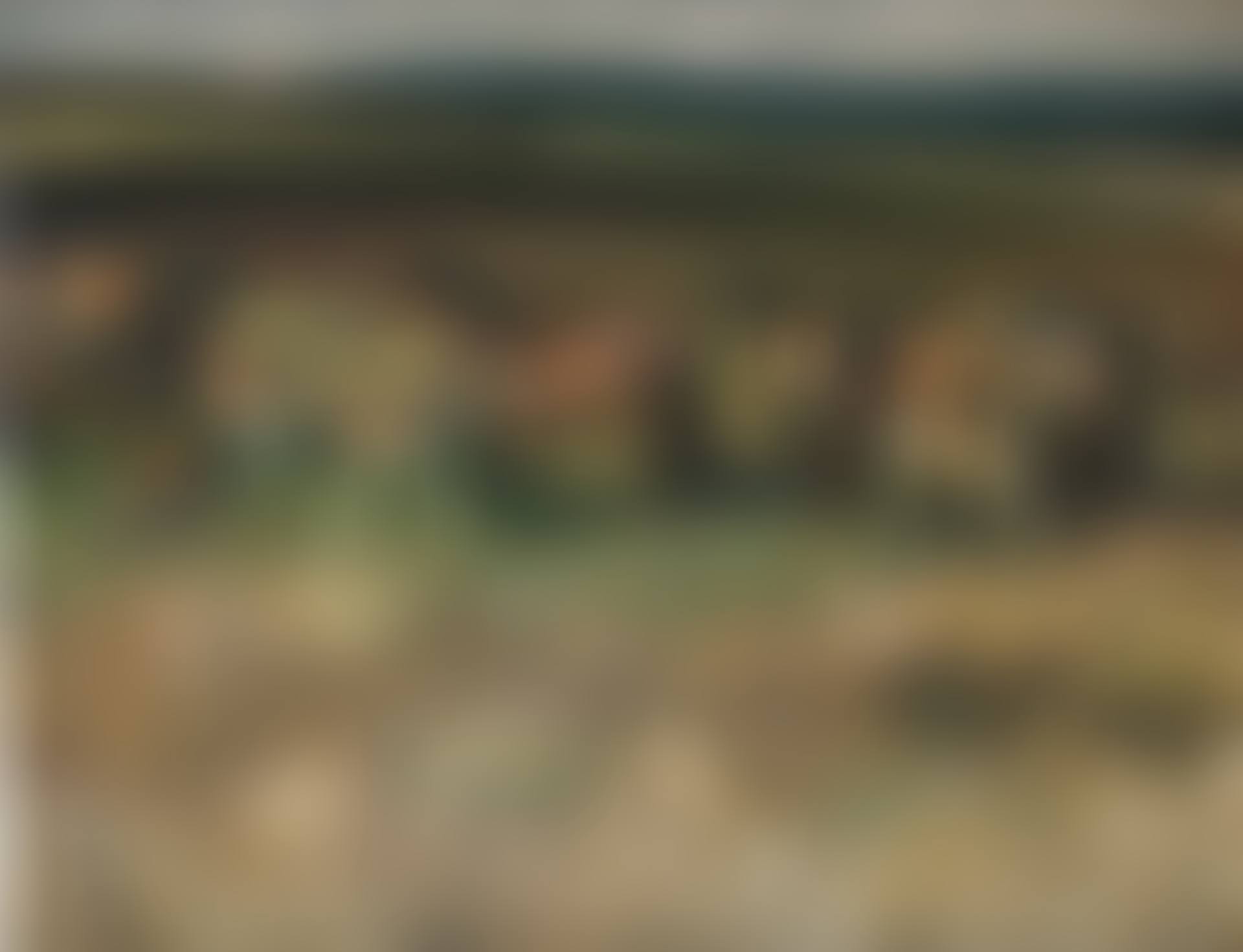 Ponies on Withypool Common, Exmoor (preview)