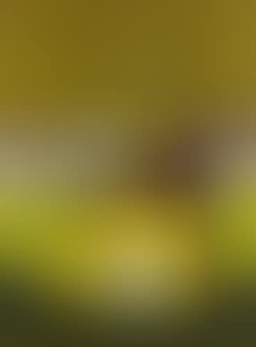 Il vaso erotico (preview)