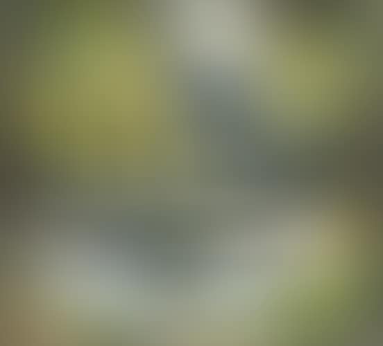 Nenuphars (preview)