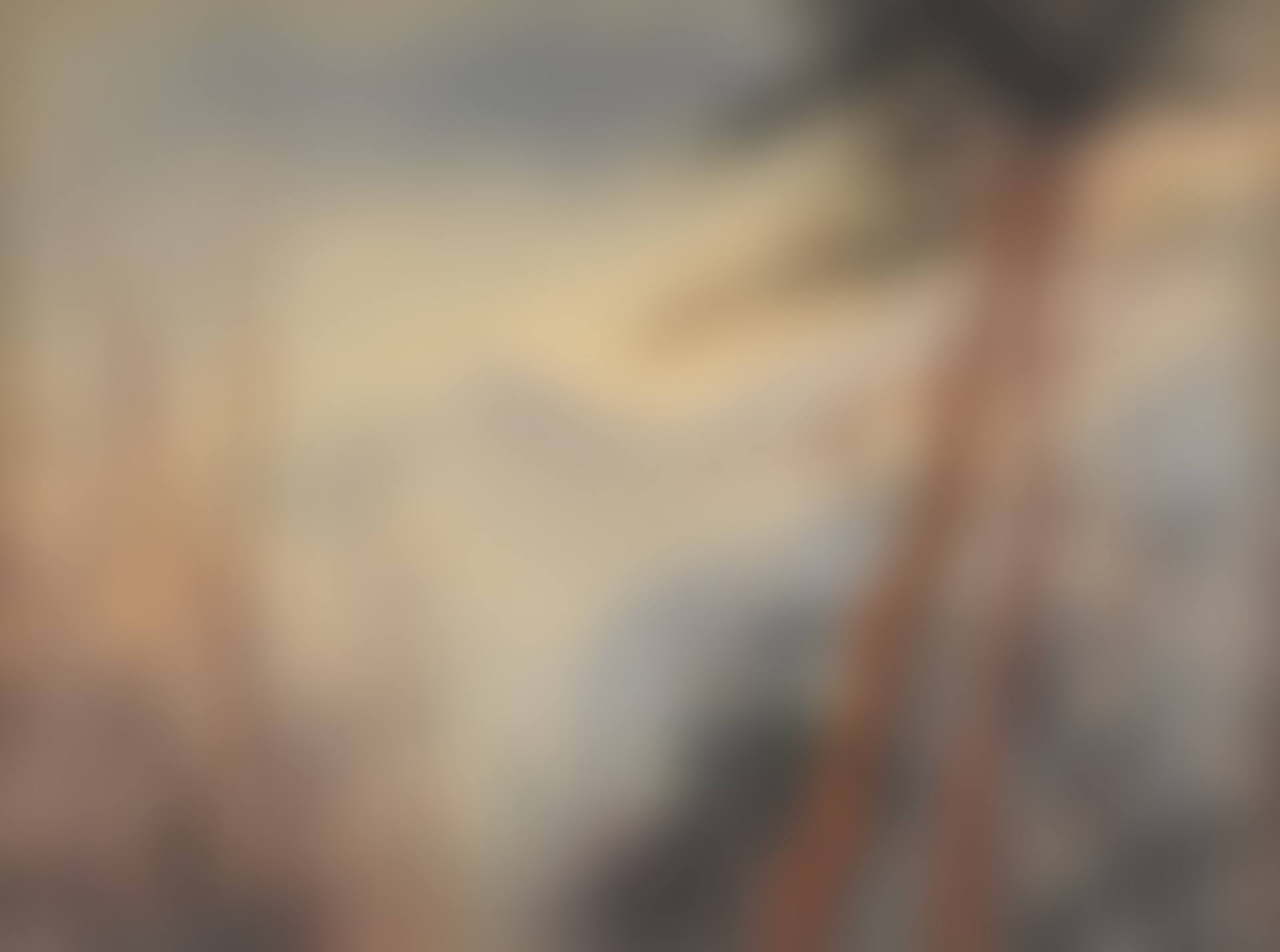 Windswept Trees (preview)