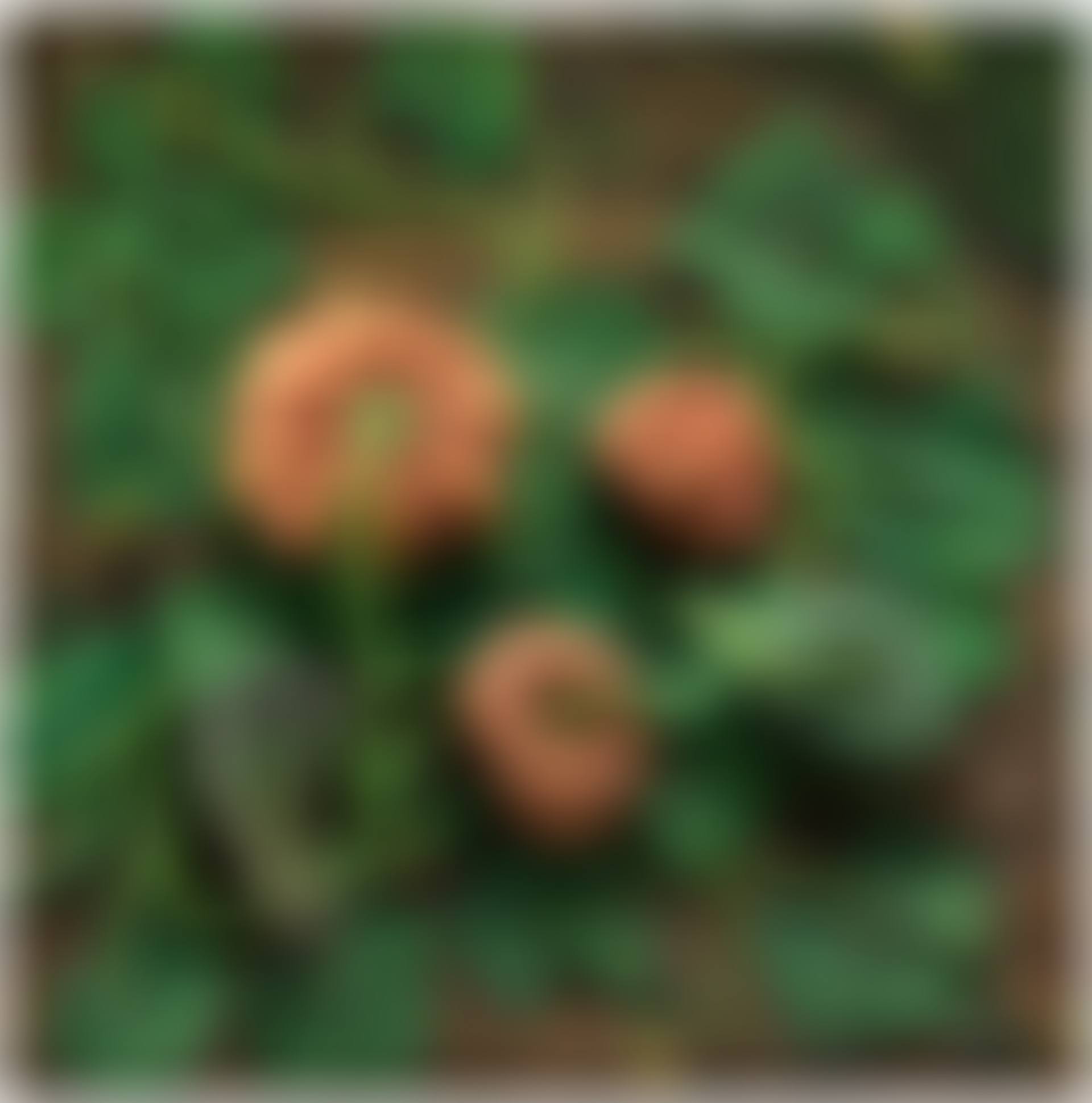 Zuccaia (preview)