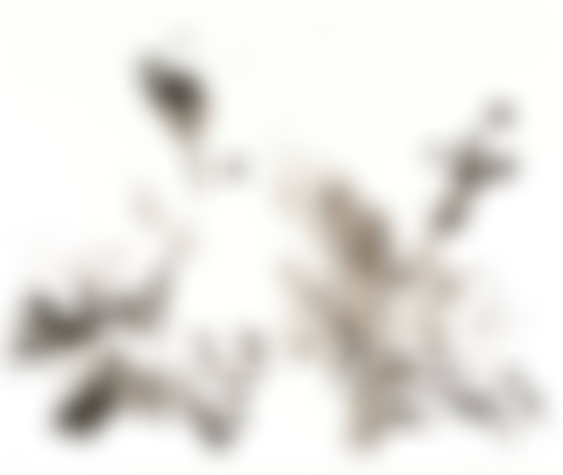 Le Jardin d'encre (The Ink Garden) (preview)