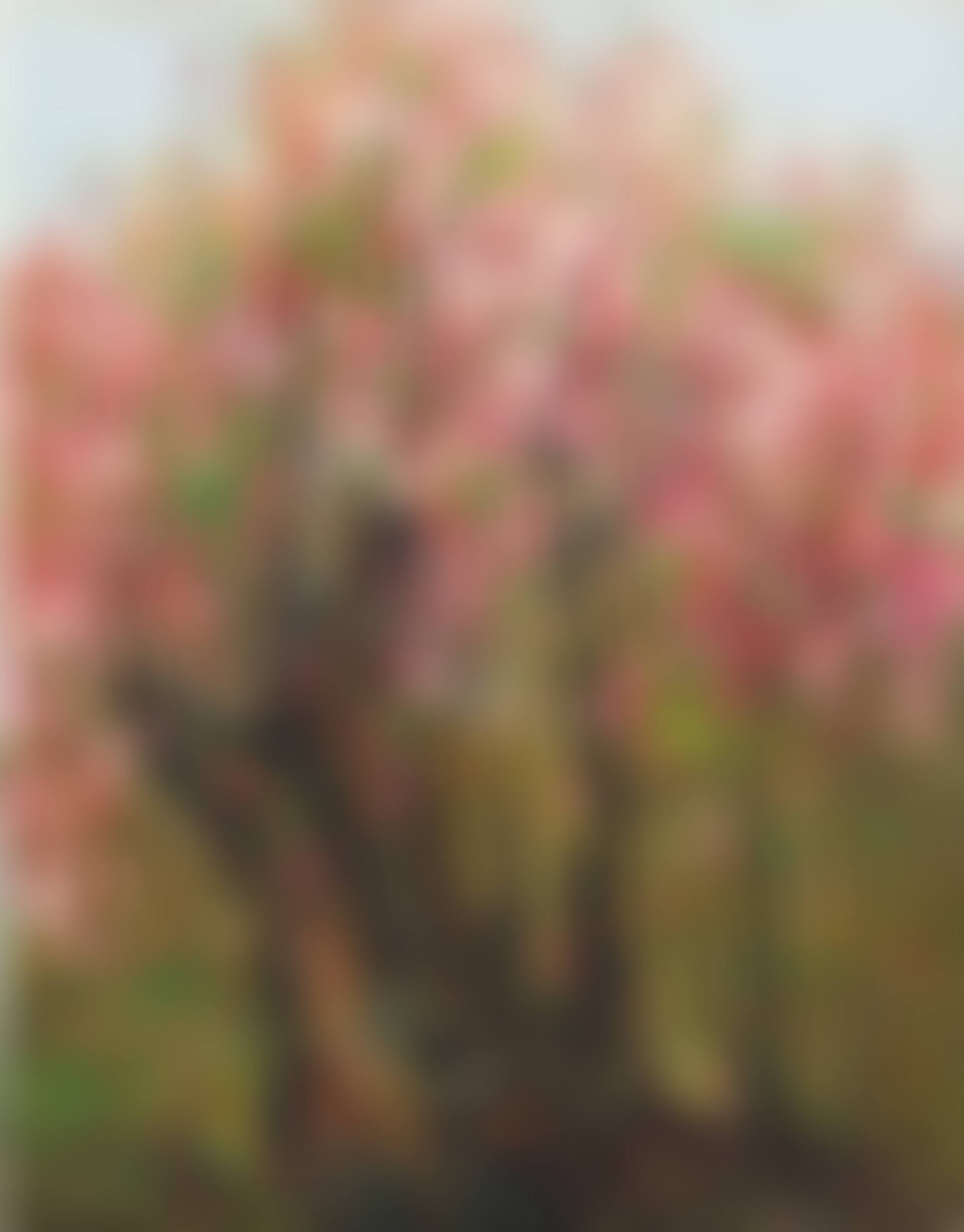 Plum Blossoms (preview)