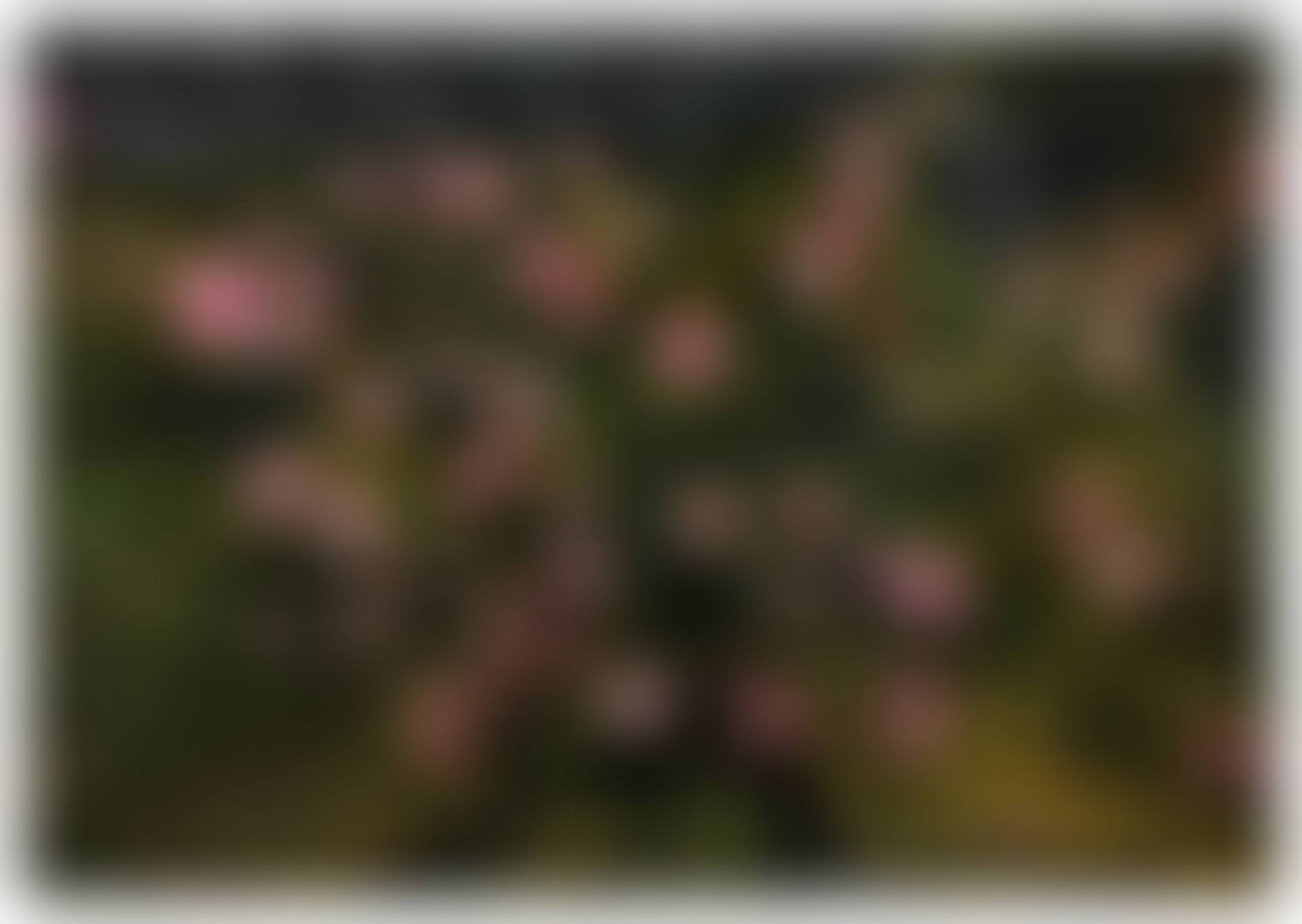 Rose Painting (Near Van Gogh's Grave) XIX (preview)