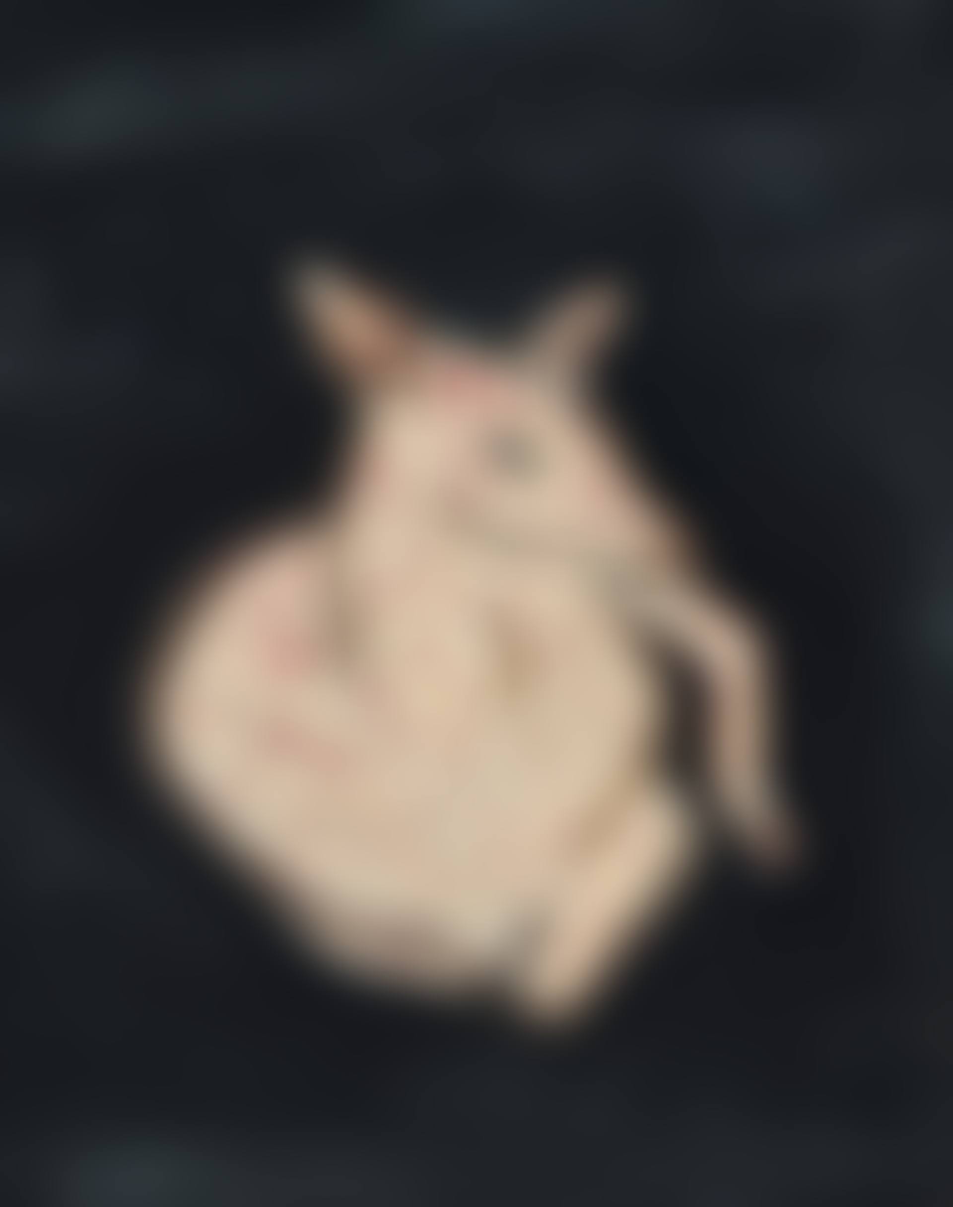 Doe (preview)