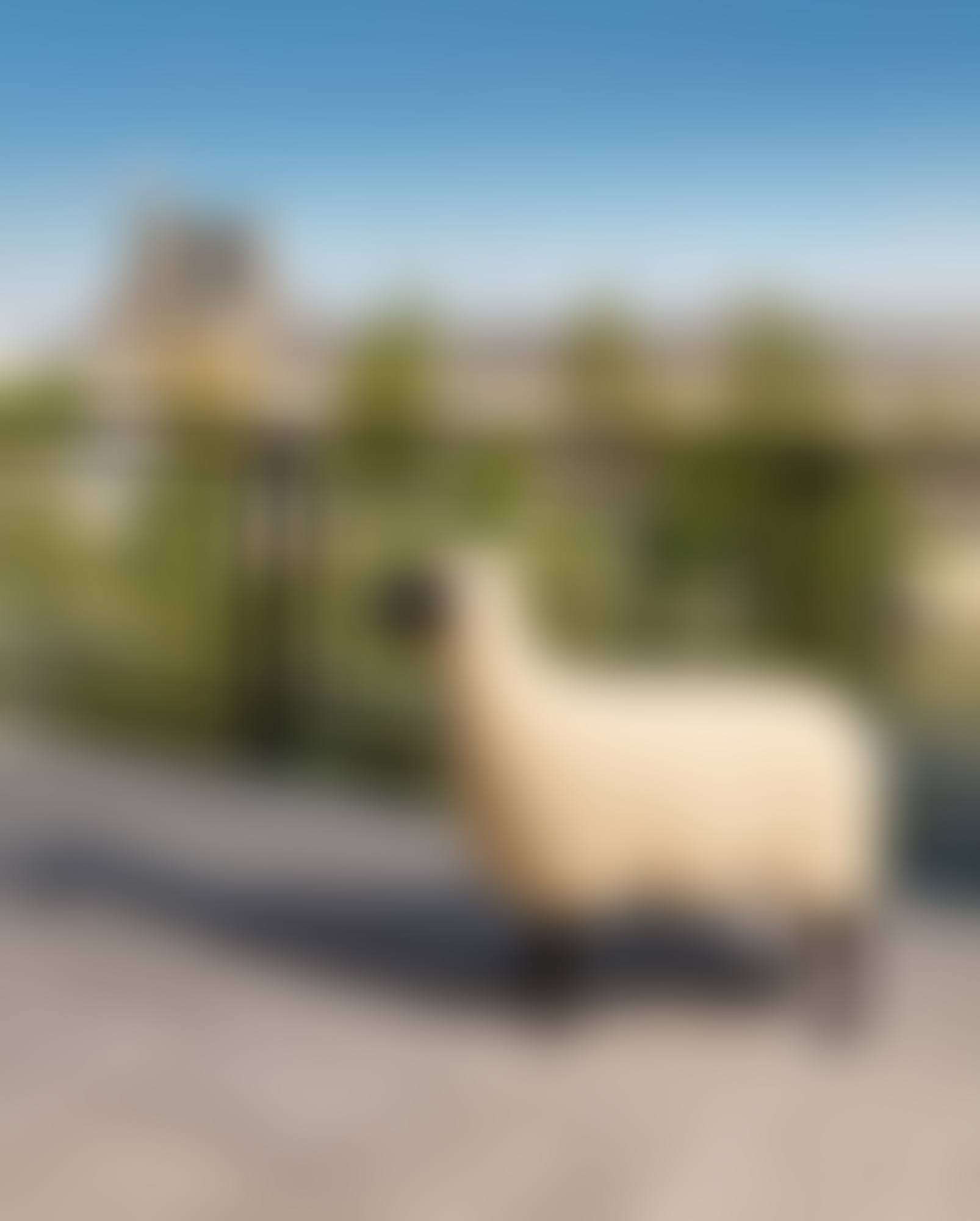Mouton de Pierre (preview)