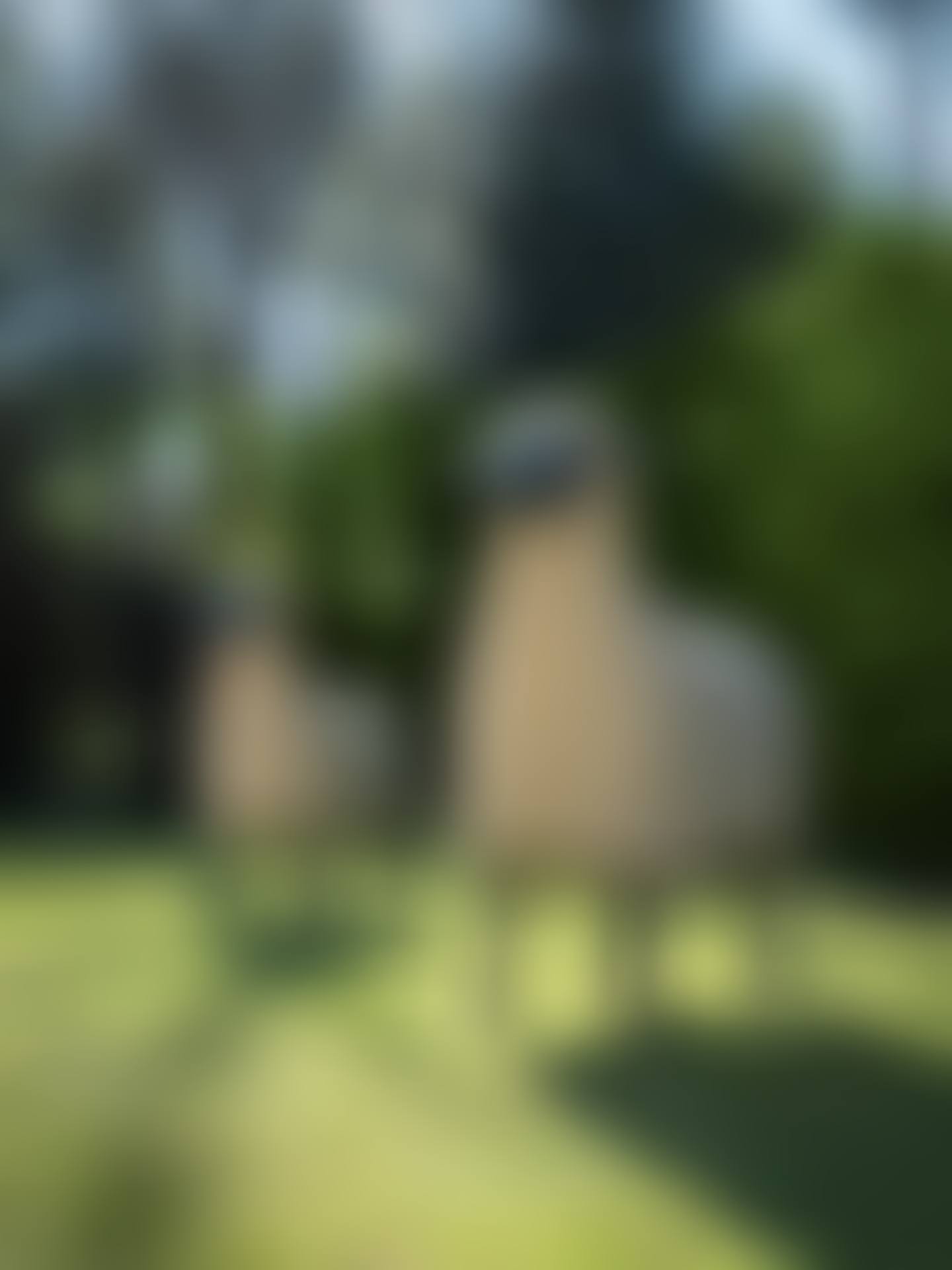 Mouton de Pierre (preview)