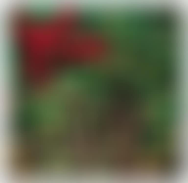 Bungavillea e mele (preview)