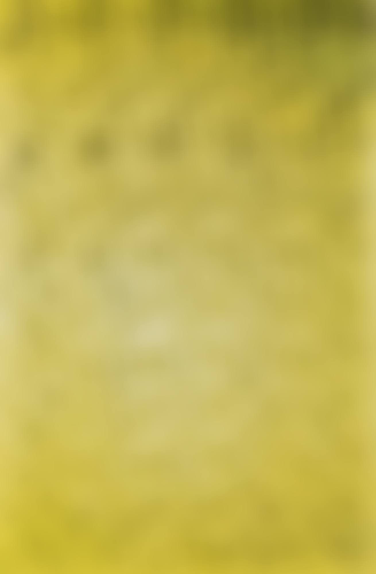 Untitled (Kölnischer Kunstverein) (preview)