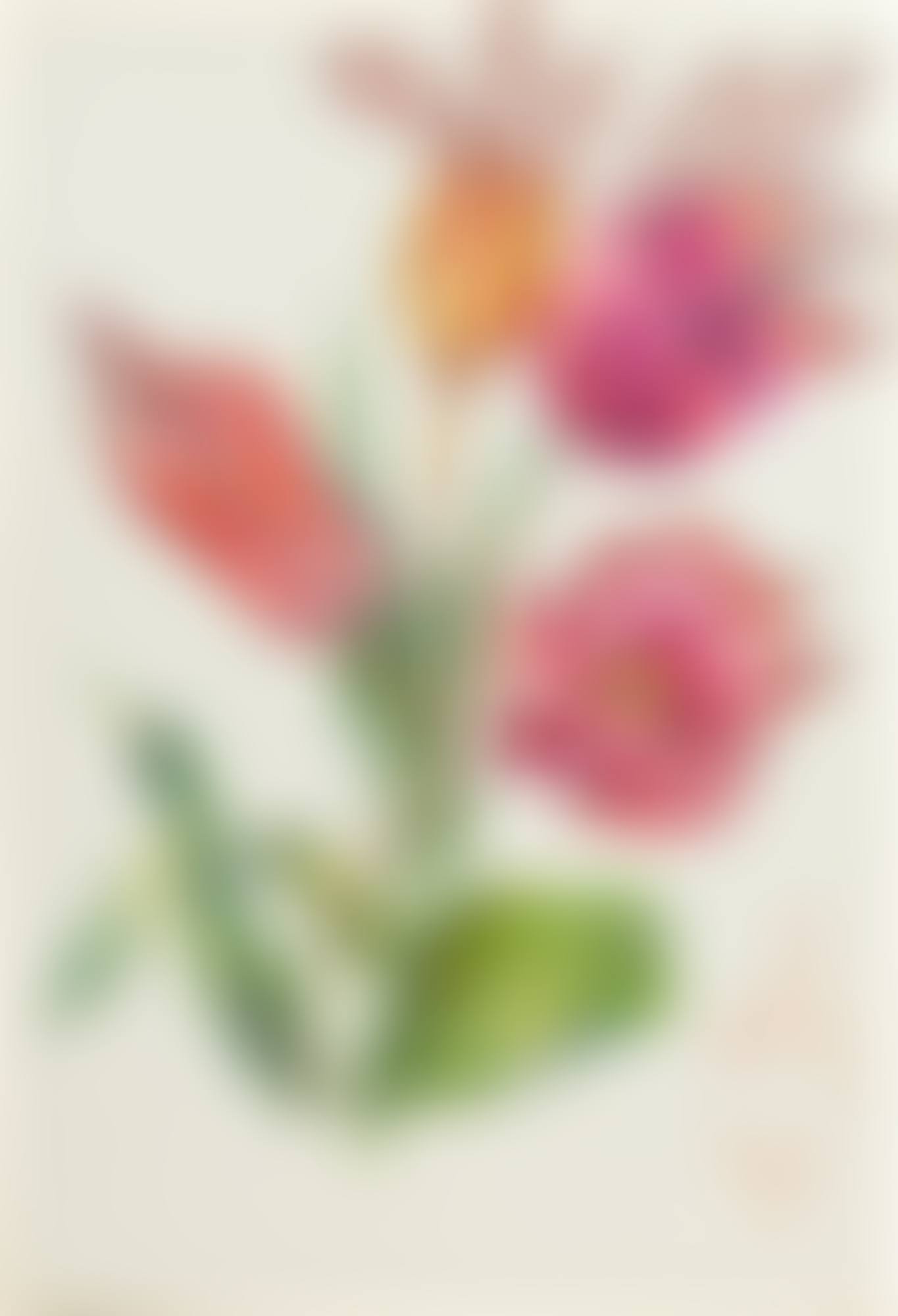 Les fleurs-lèvres (preview)