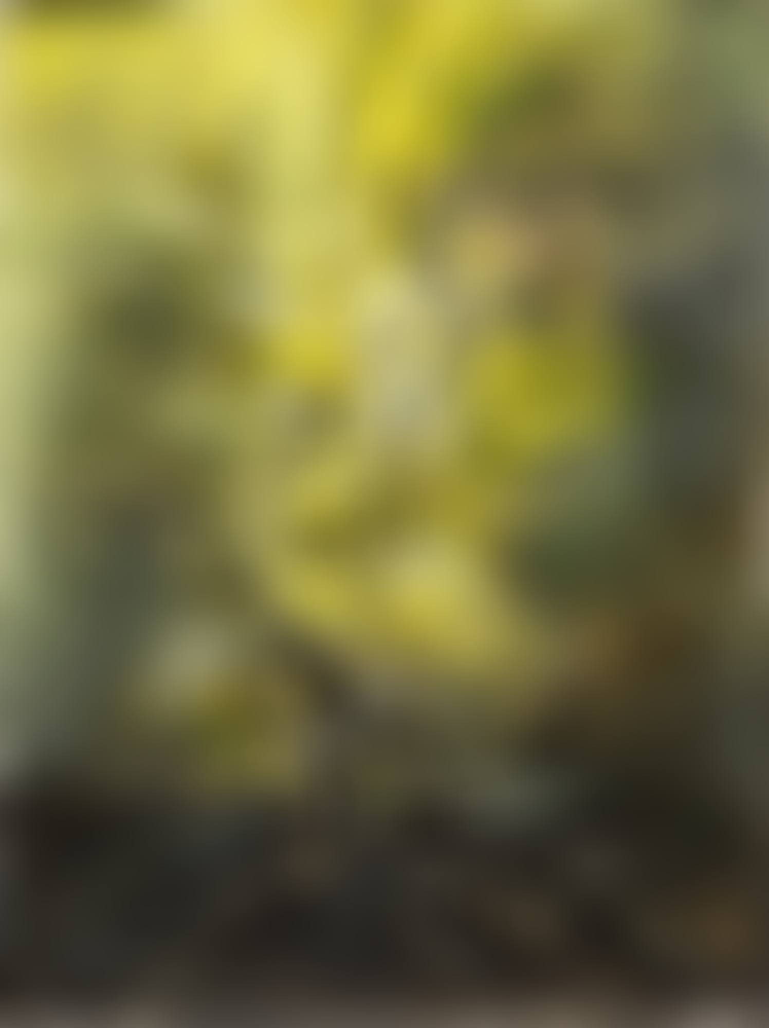 14.12.62 (preview)
