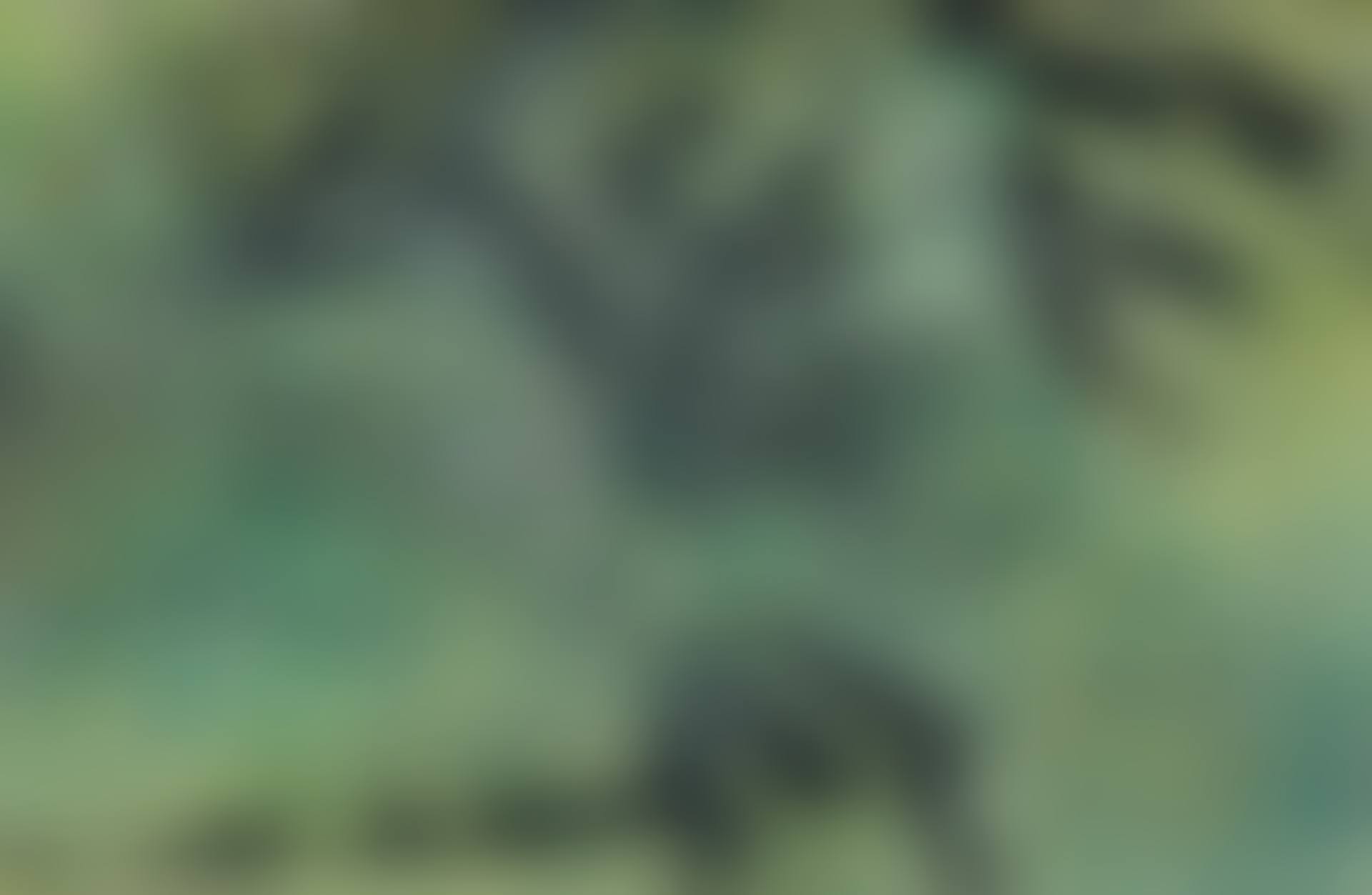 Green Dream (preview)
