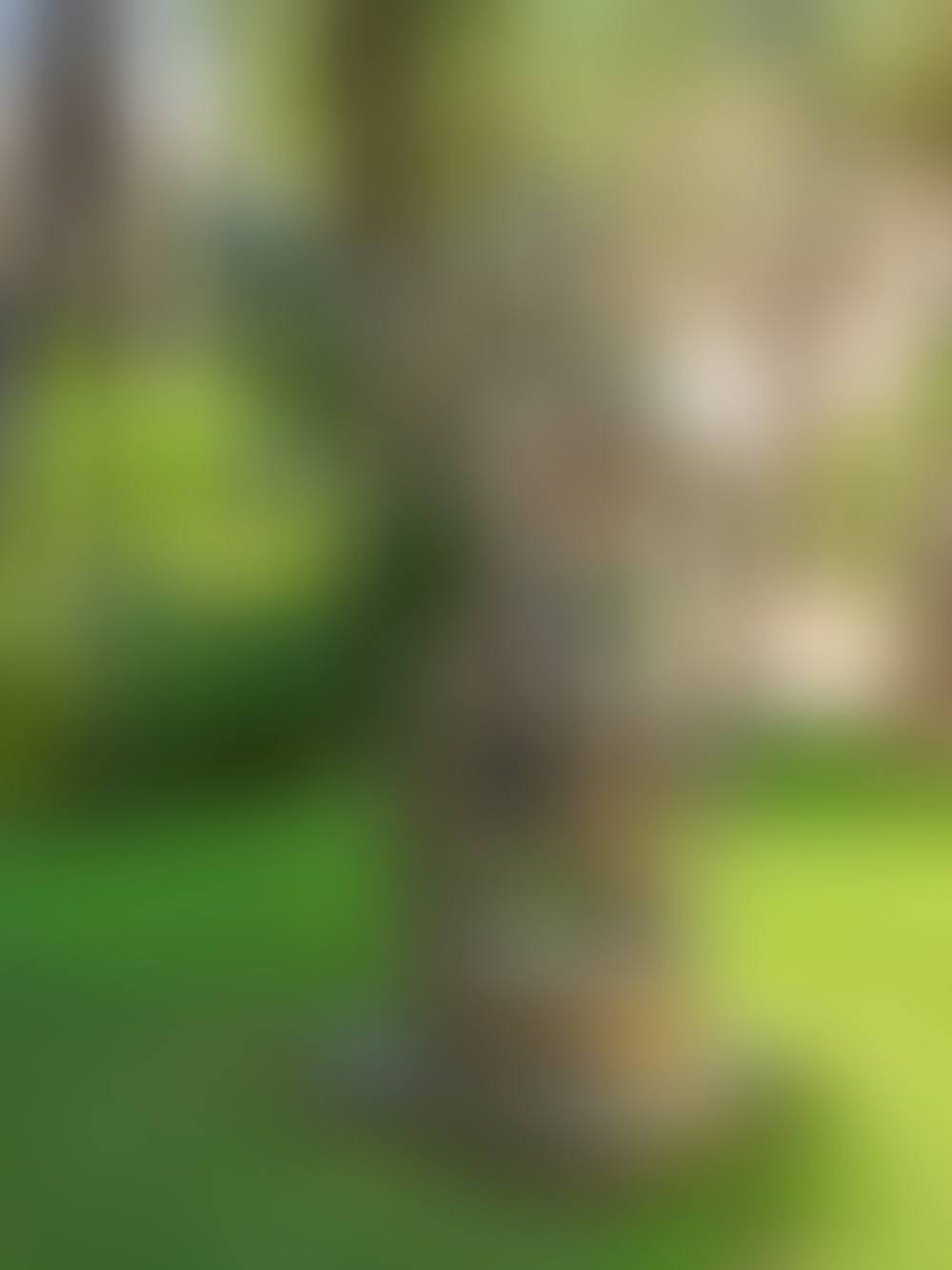 Ingeniere (preview)