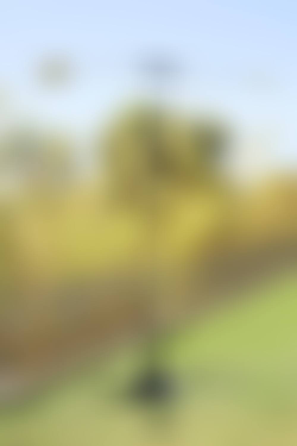 Signal éolien (preview)