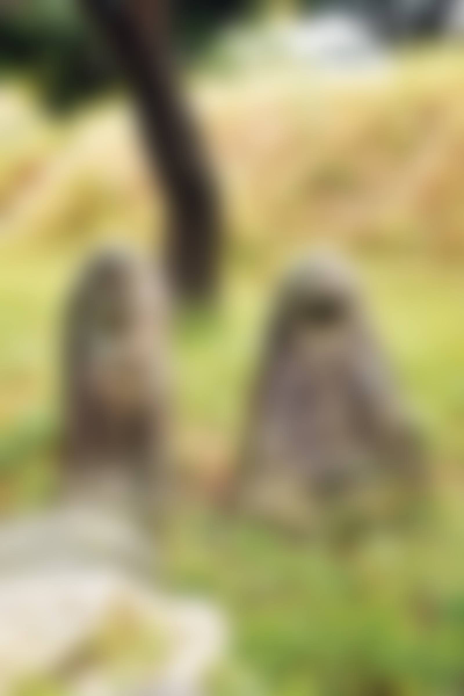 석수 한 쌍 石獸 一雙 (preview)