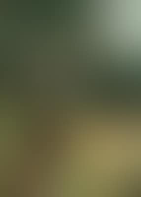 Rehbock in einer Lichtung (preview)