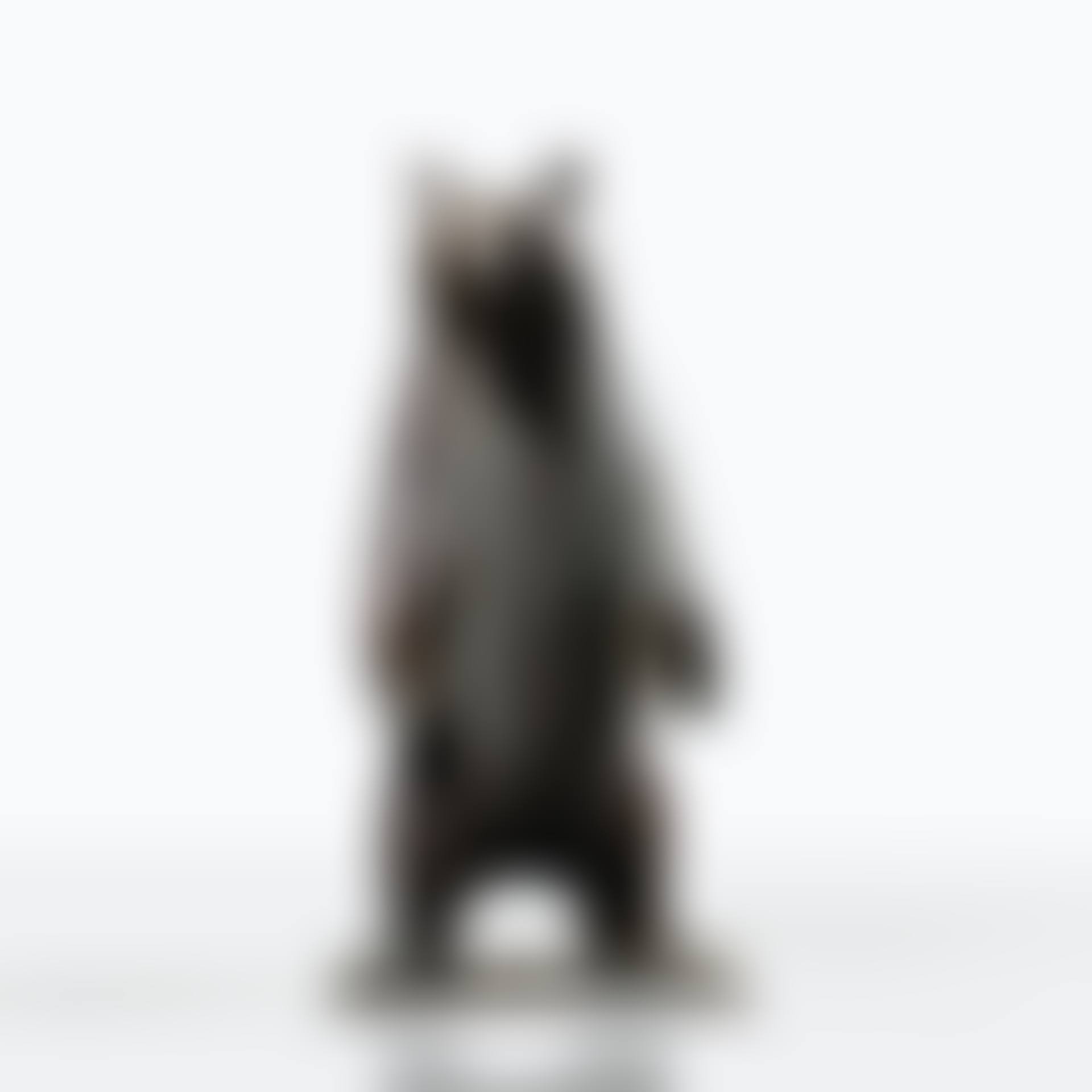 Petit Ours (preview)
