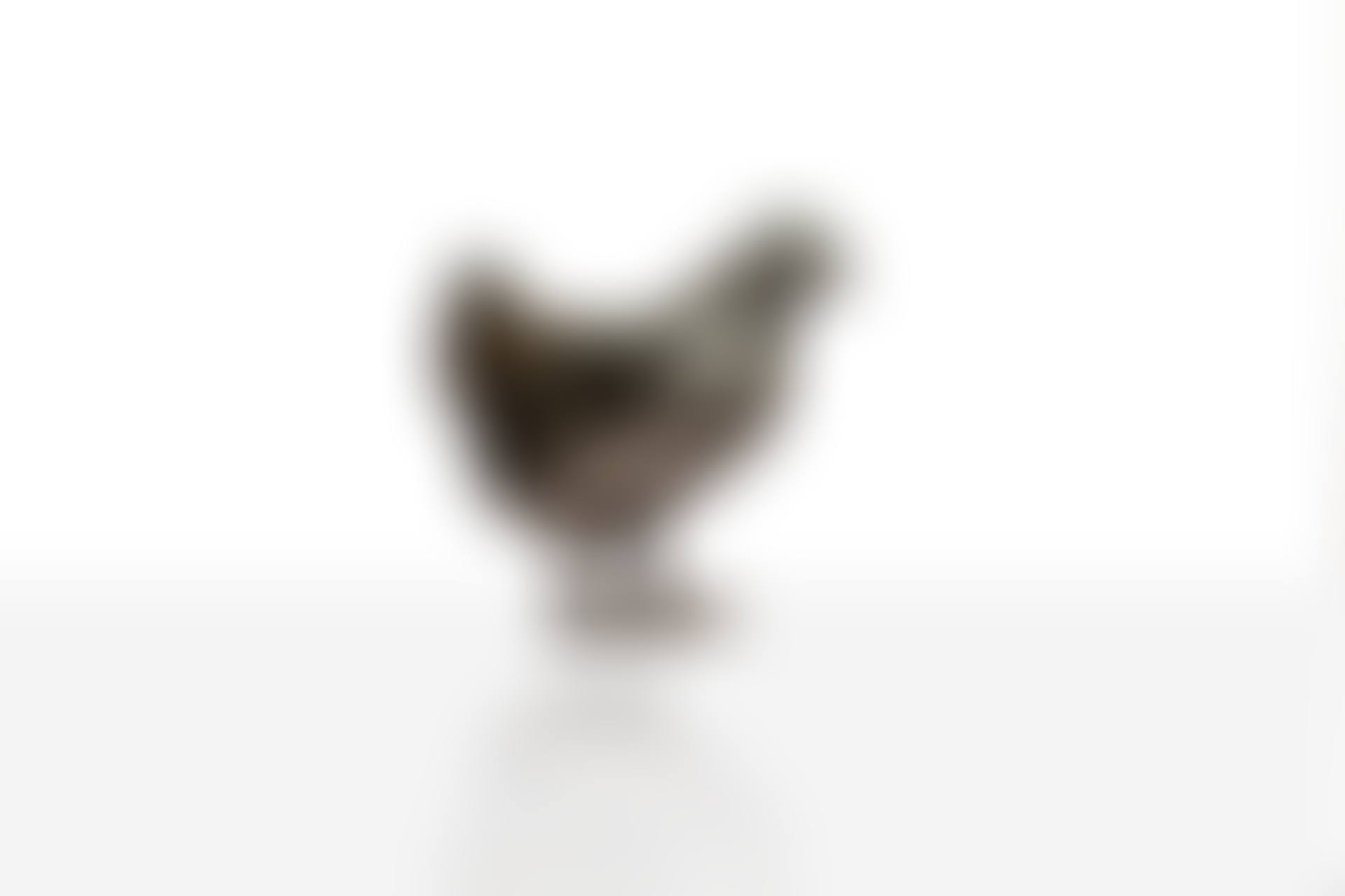 Poule de Tourette (preview)
