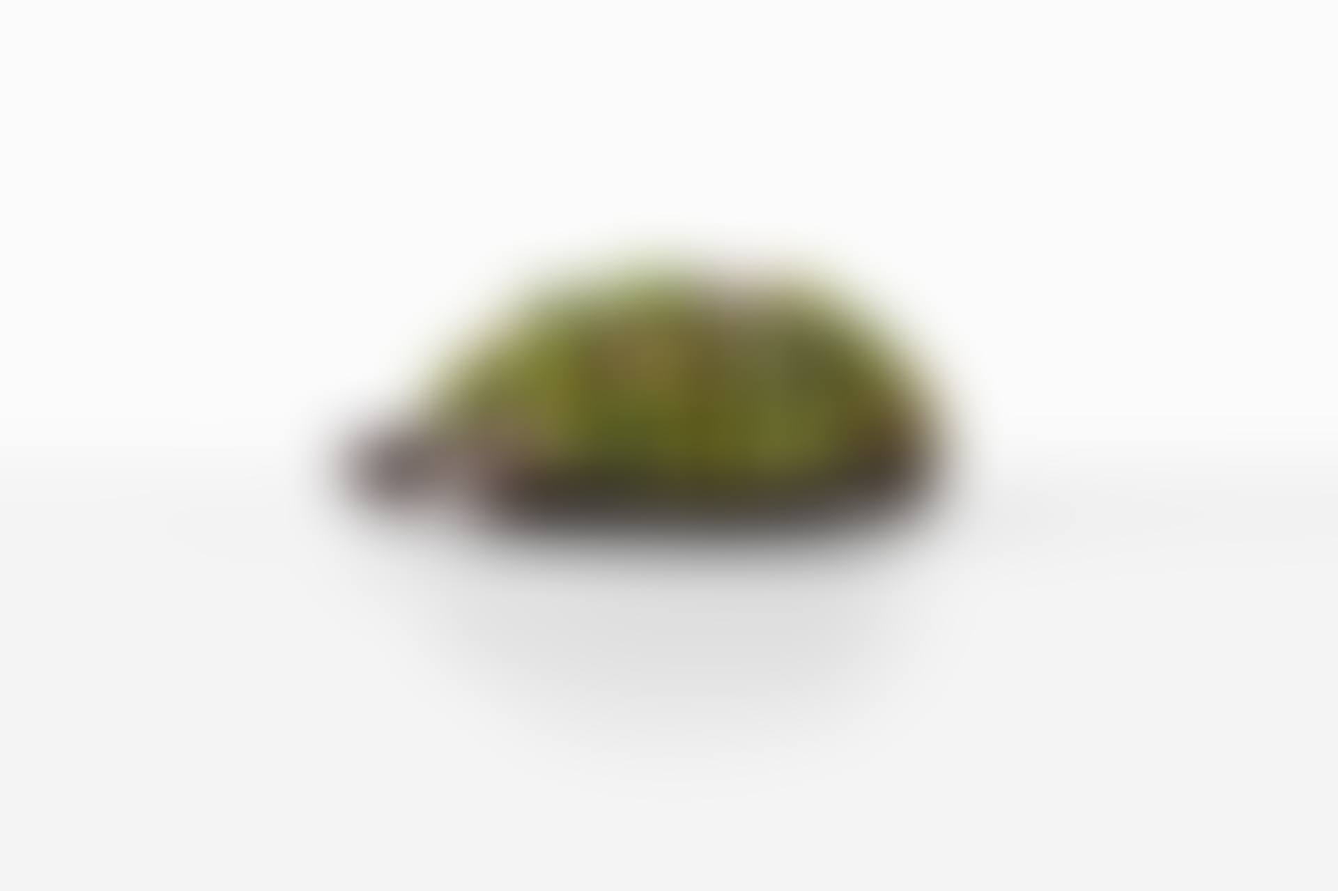 Tortue Topiaire III (preview)