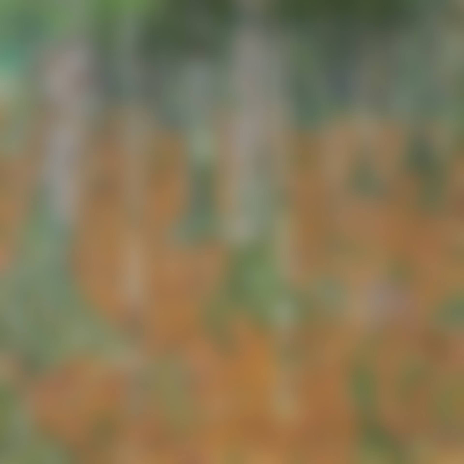 Birch Forest (preview)