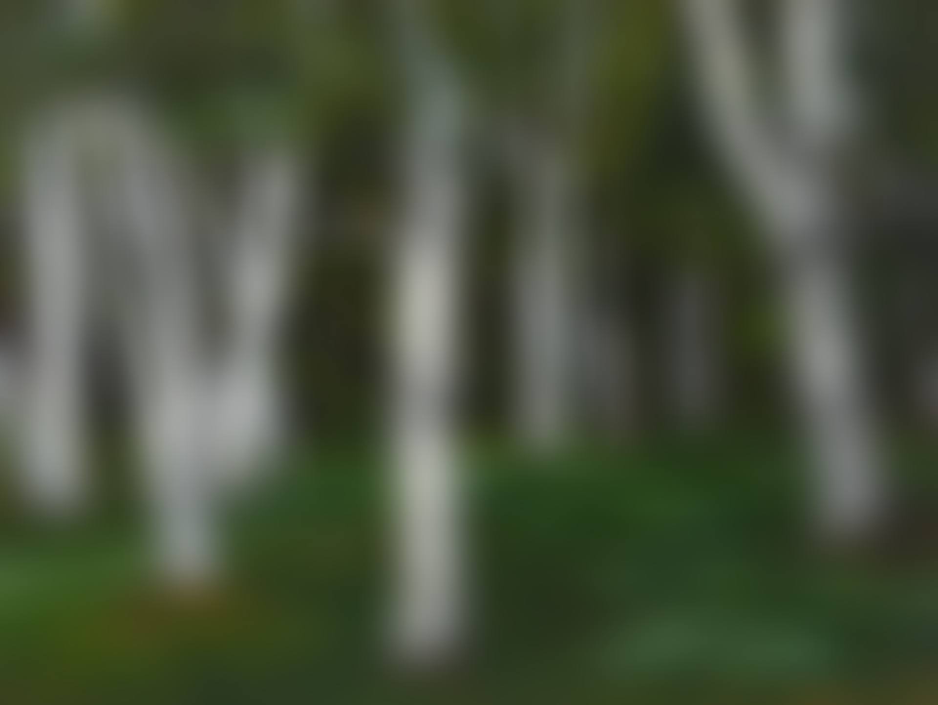The Birches  (preview)