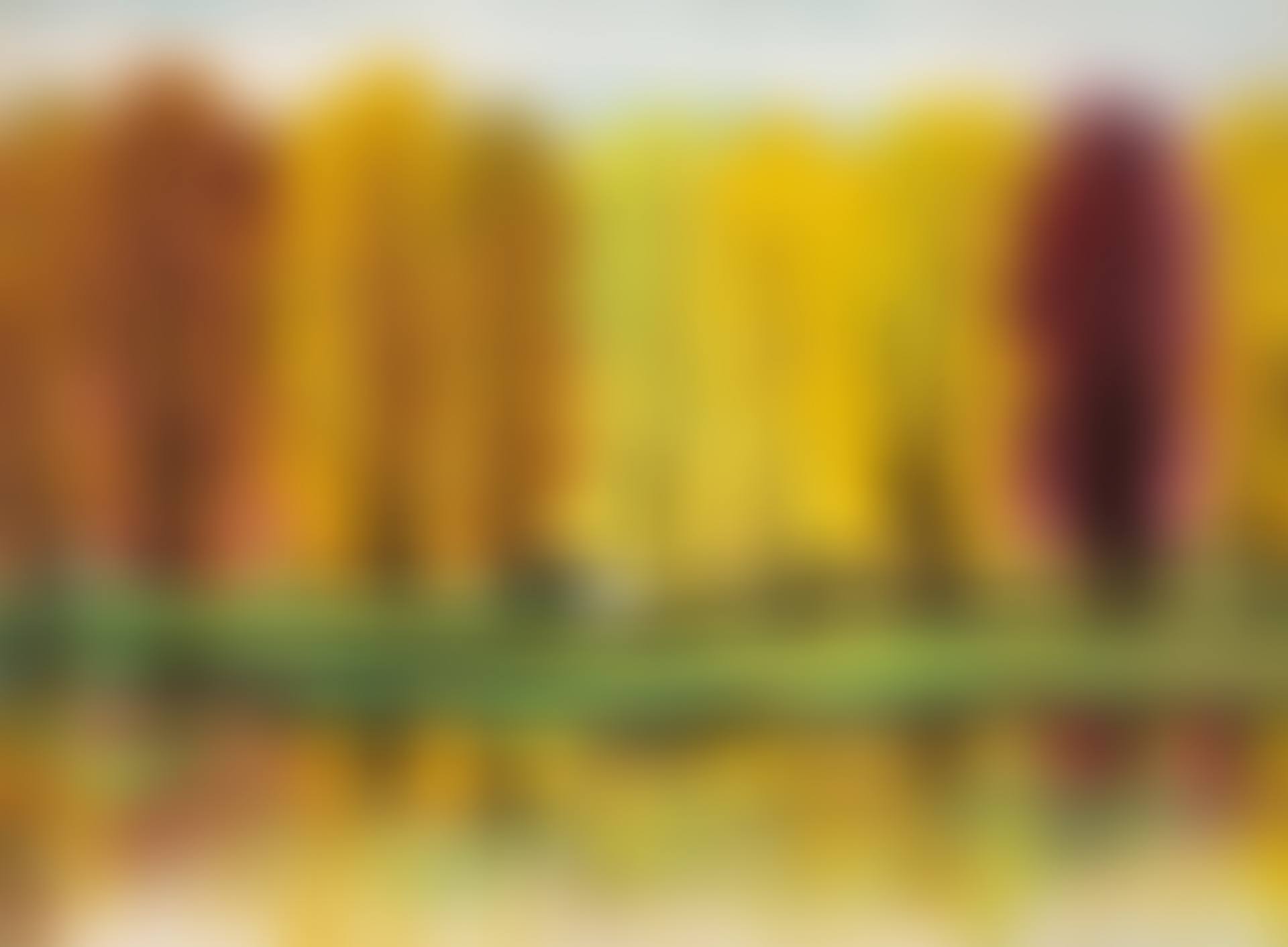 Autumn Forest (preview)