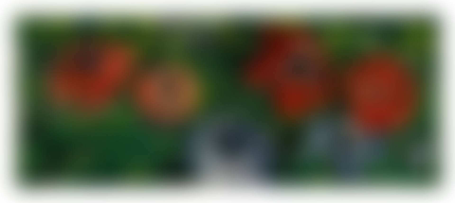 Anémones (preview)
