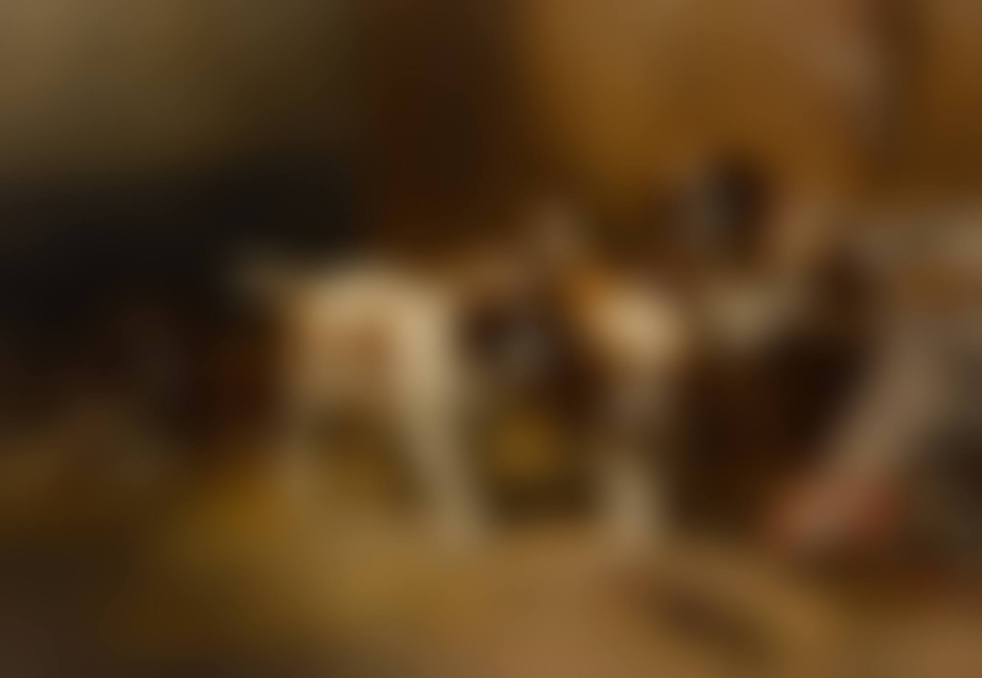 Jonge St Bernhards (preview)