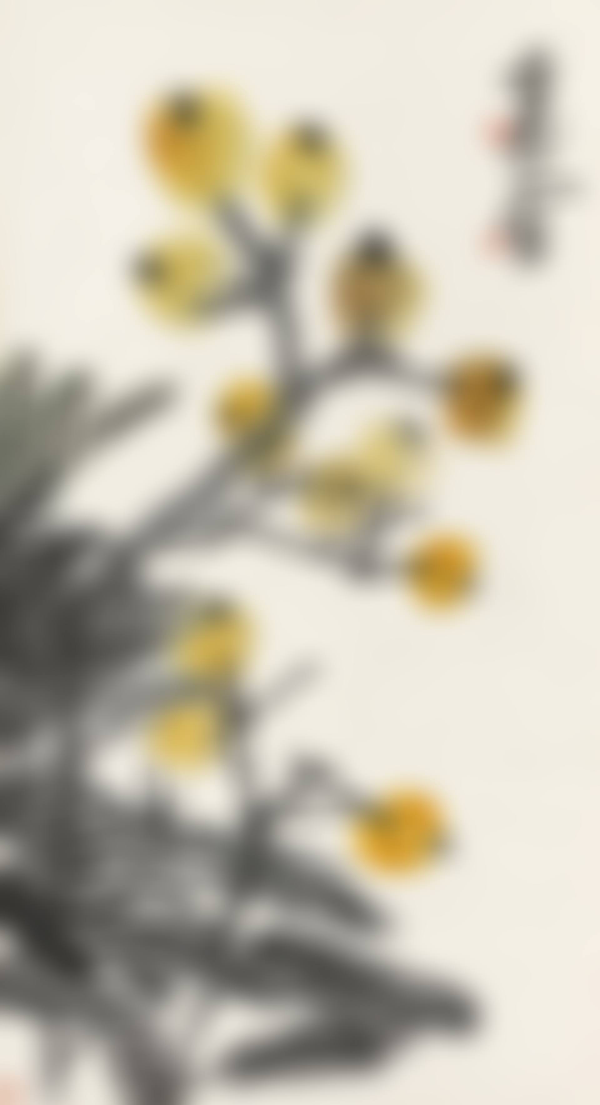 Loquats (preview)