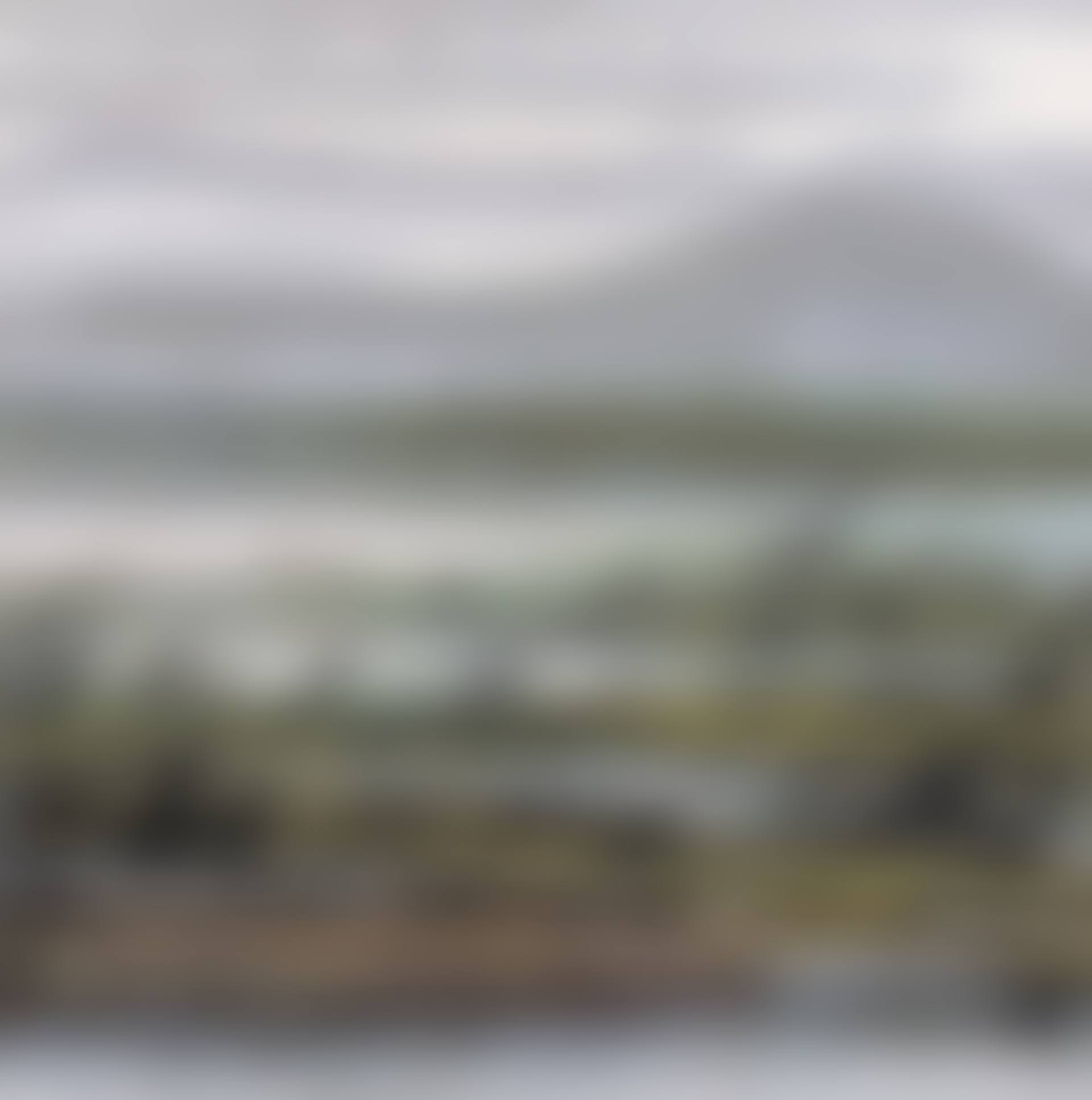 Wild Geese Flying Over Reeds (preview)