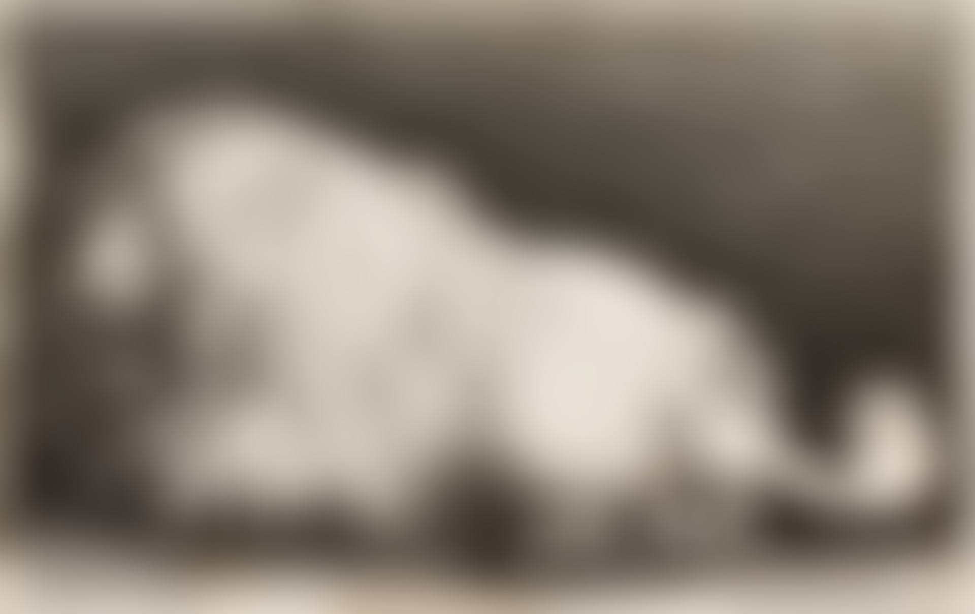 A Poodle; The Dead Mole; and The Dead Hare (Three Works) (Pennington 2097, 2106, 2058; New Hollstein 1073, 908, 1068) (preview)