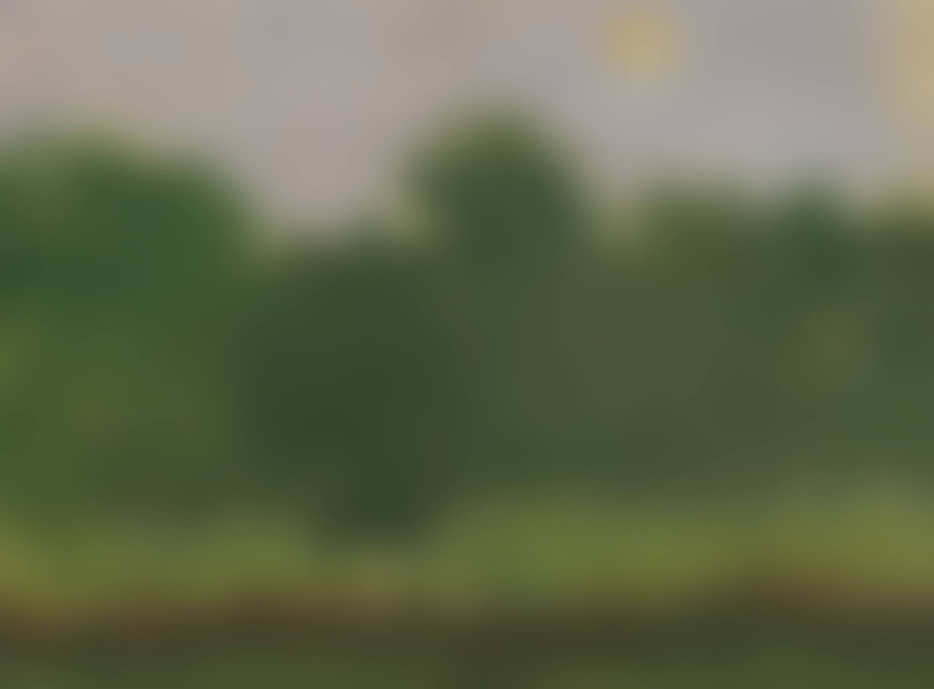 Green forest (preview)
