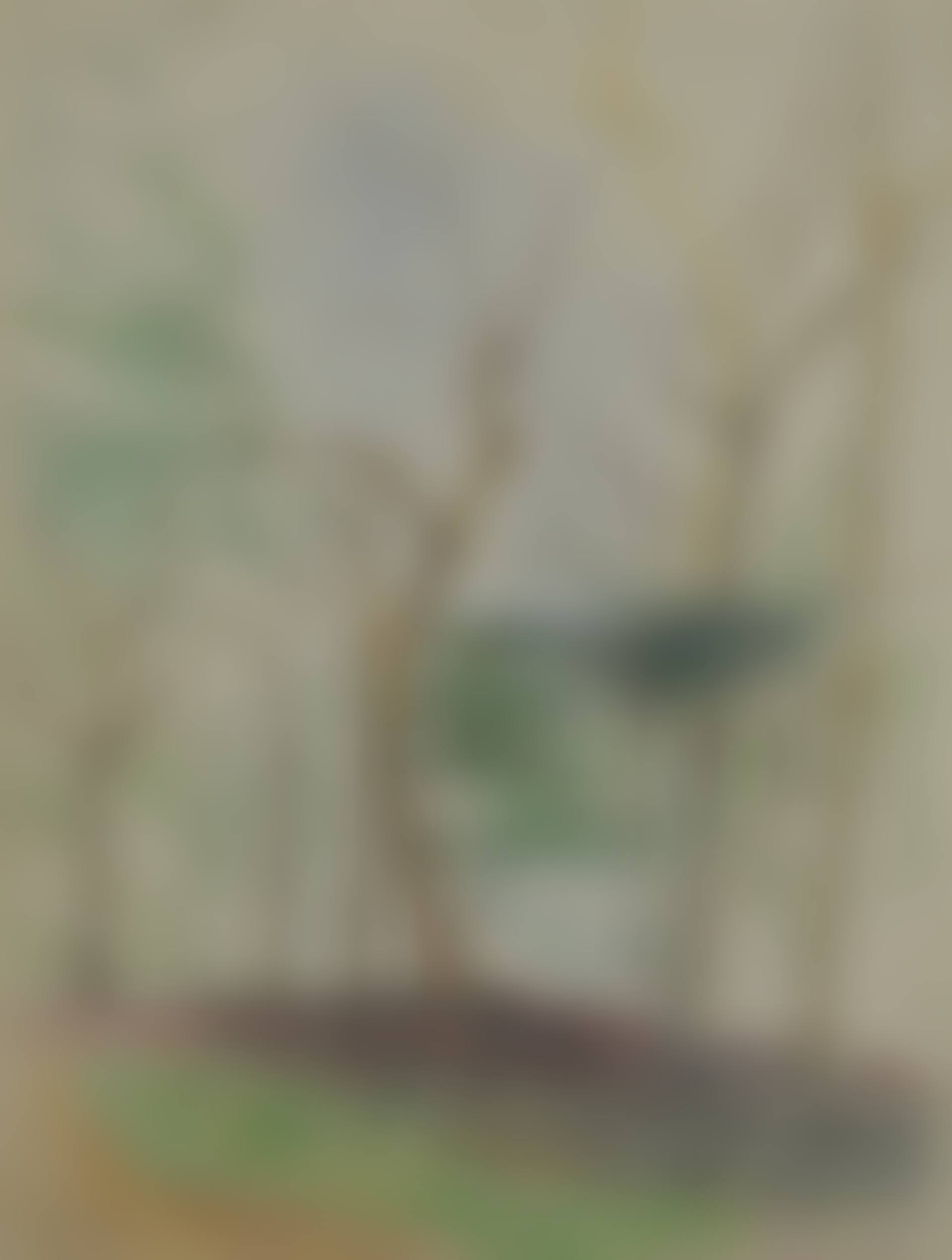 Tree study (preview)