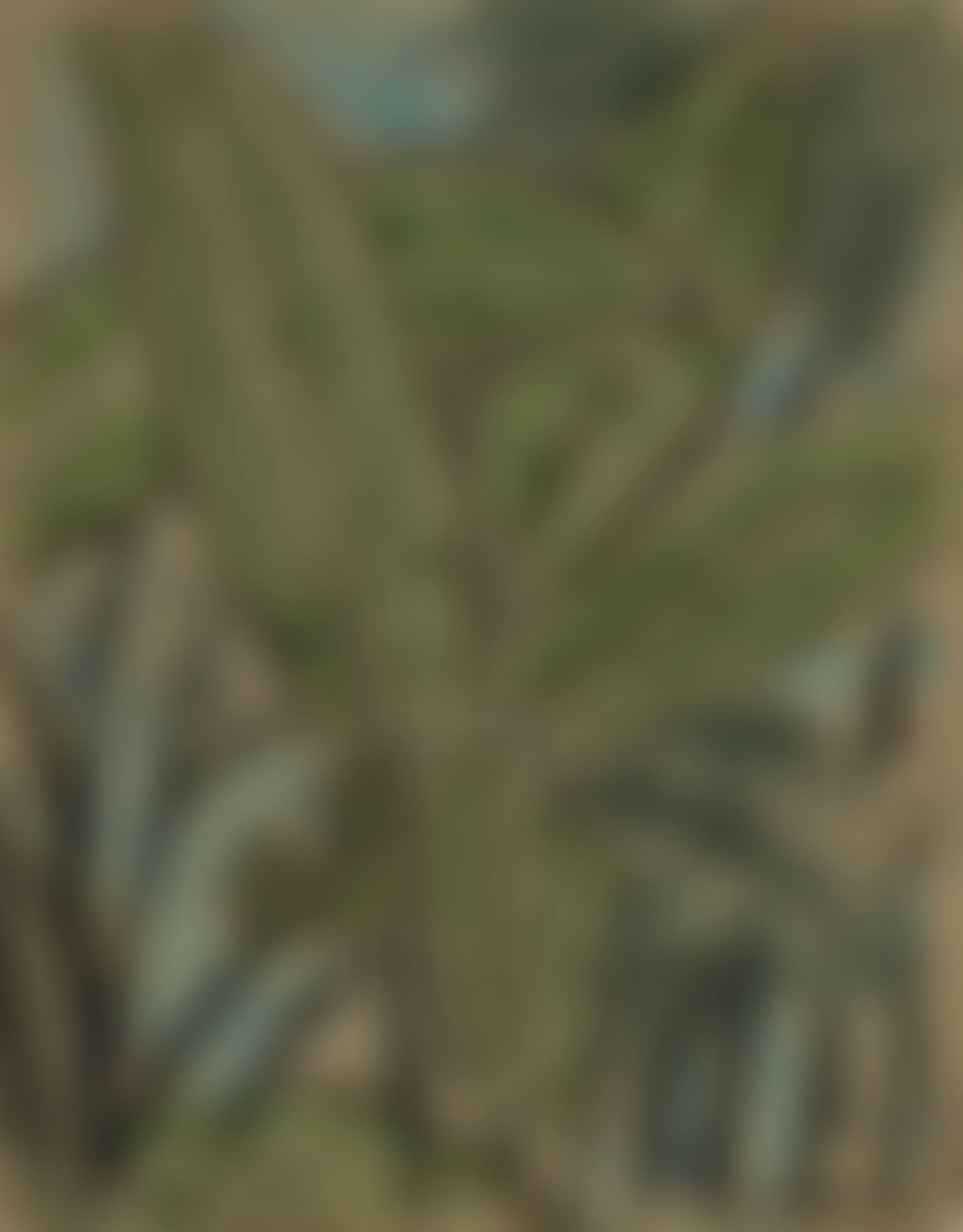 Leaves (preview)