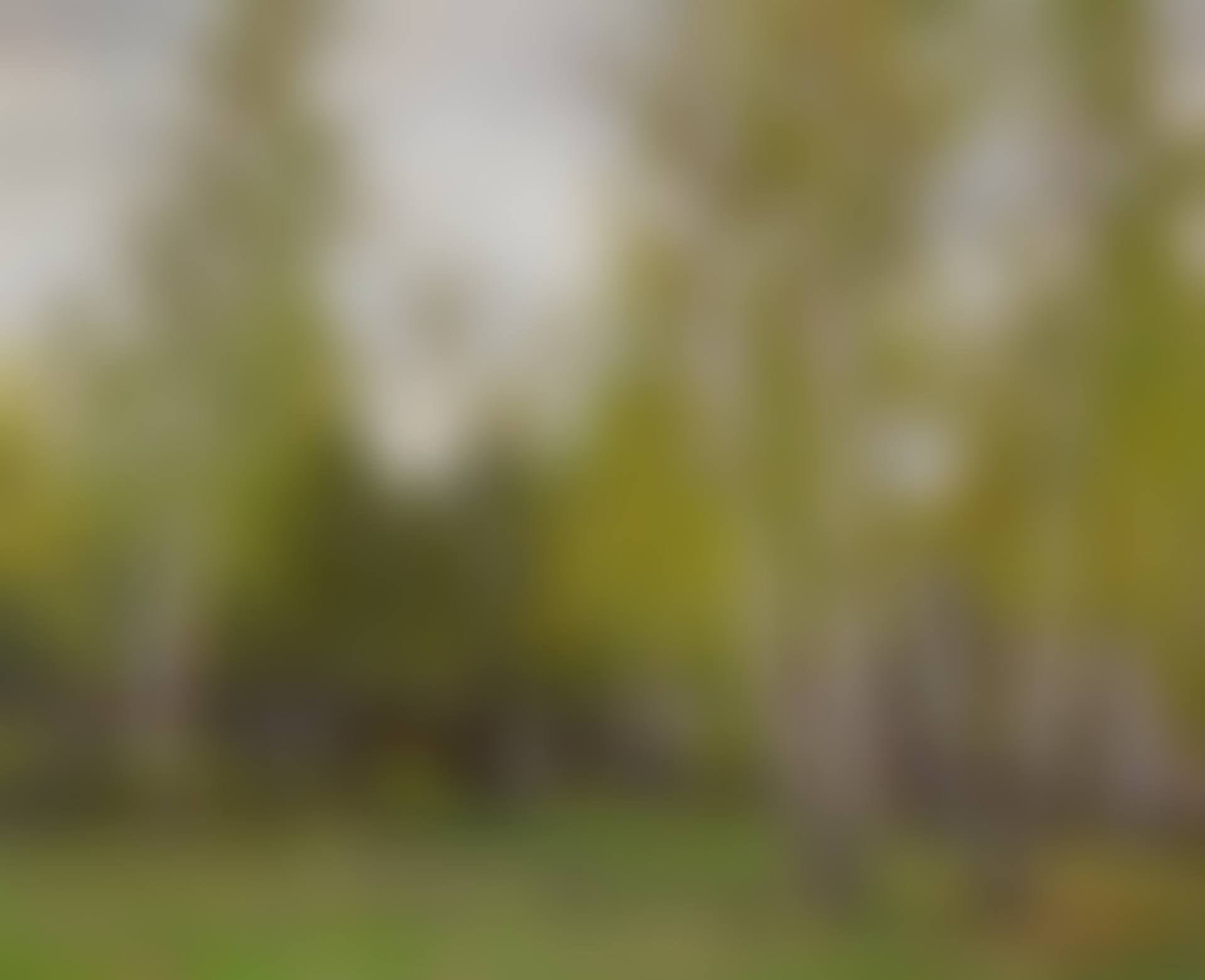 Woodland in May (preview)
