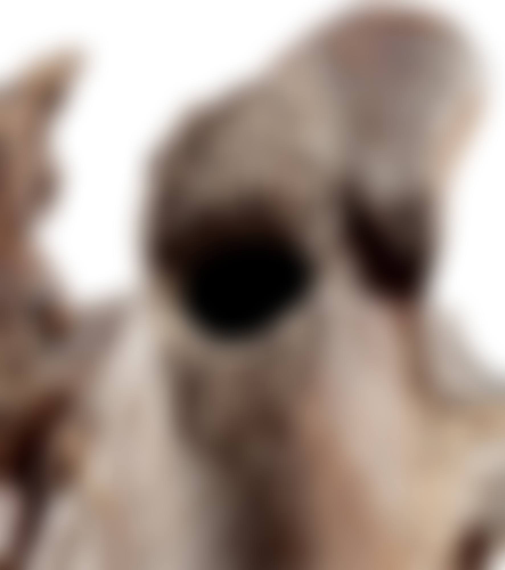 Crâne de morse, Culture Okvik, Détroit de Bering, Alaska, 200 AV. J.-C.-100 AP. J.-C. | Okvik Culture, Walrus skull, Bering Sea, Alaska, 200 BC-AD 100 (preview)