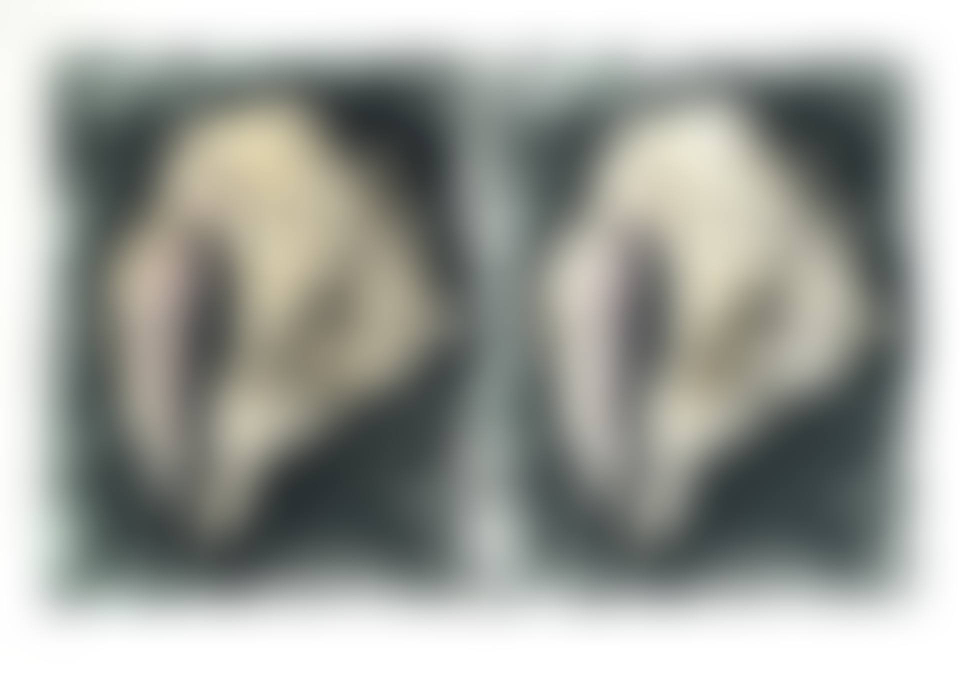 Lost Shells (preview)