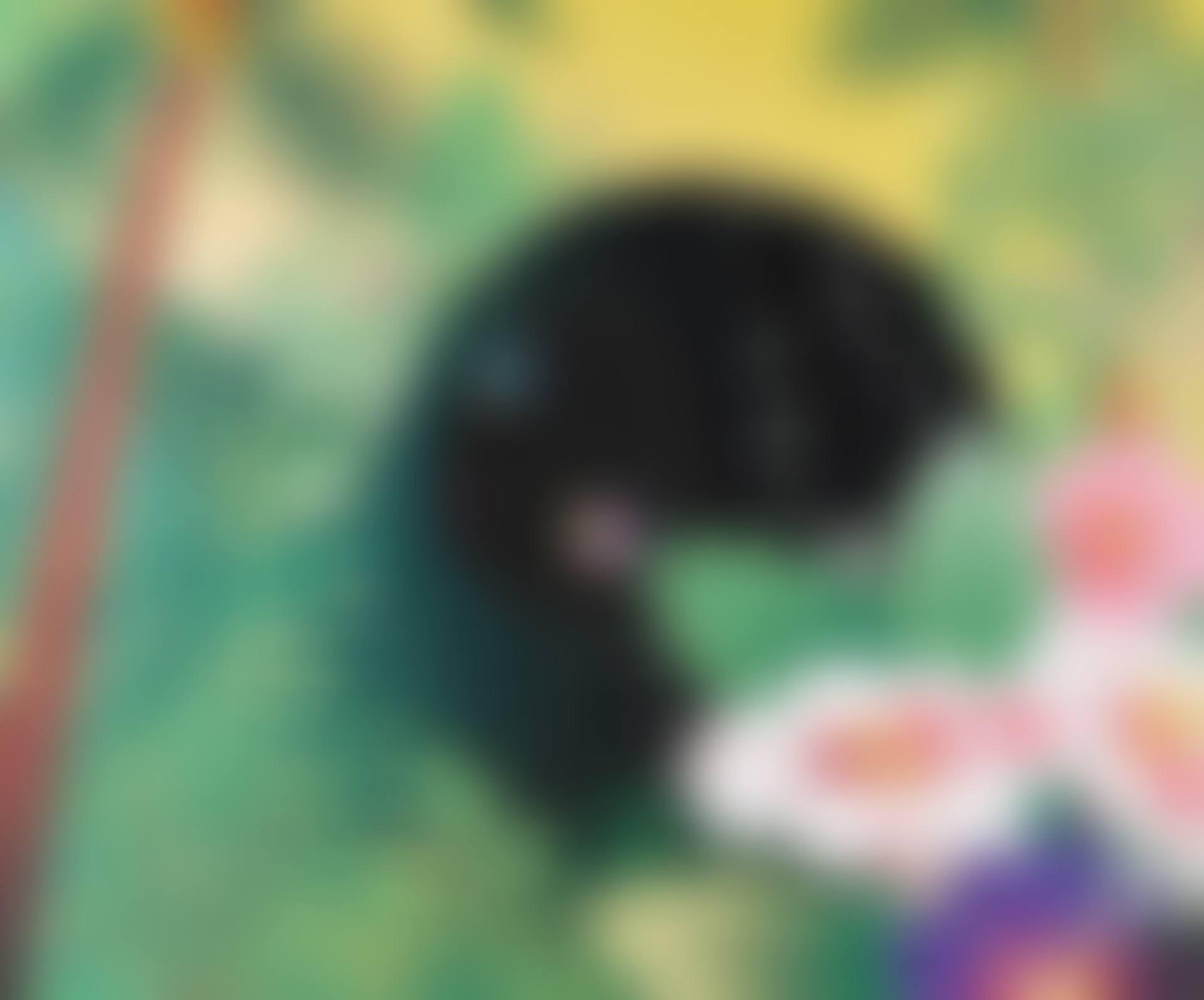 Buildinghead: Palm Trees; Yuyake-chan Miss Sunset; Buildinghead: Chameleon (preview)