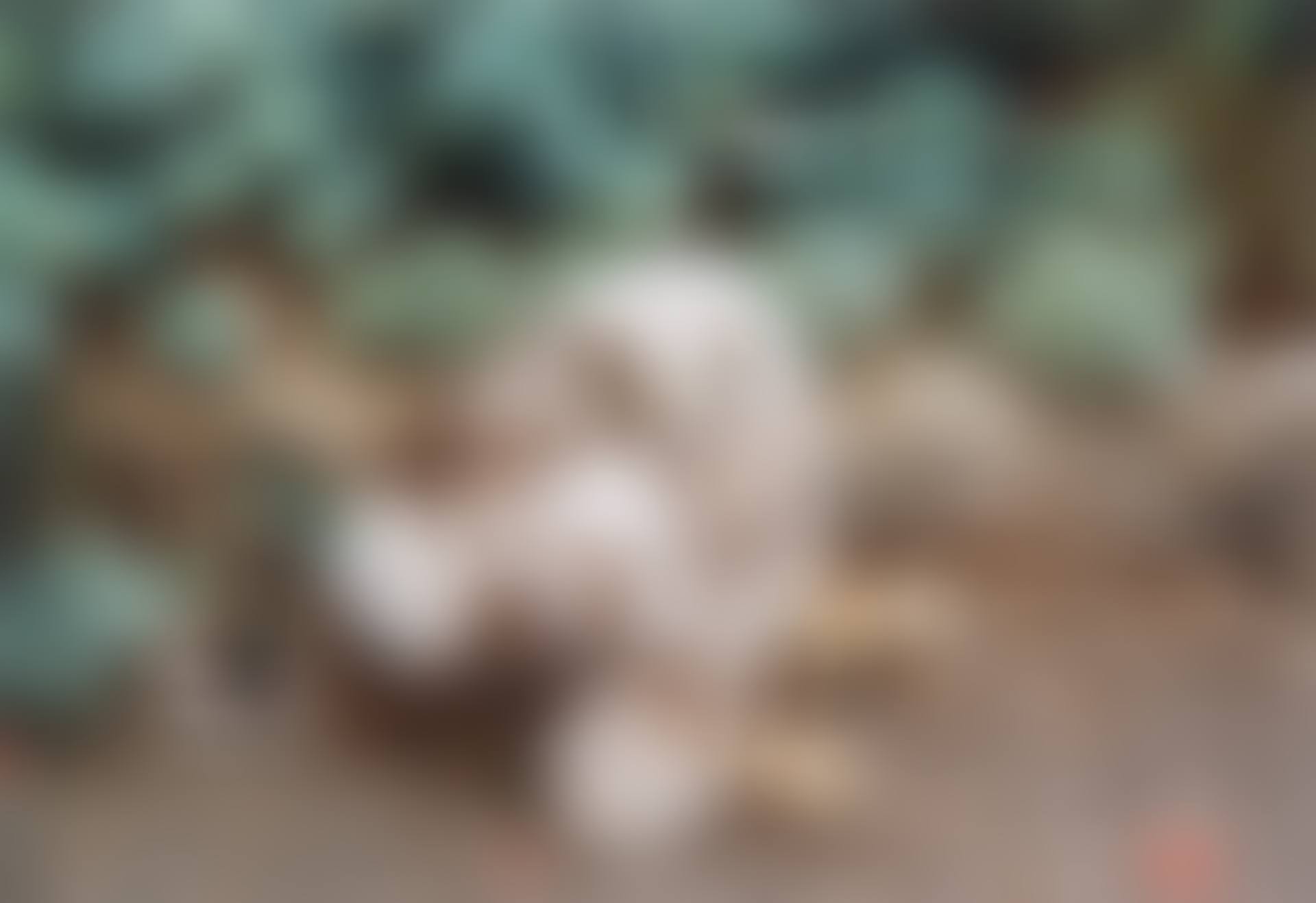 „Yves“ / Fliegenpilz (preview)
