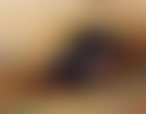 Cock pheasant in clearing (preview)