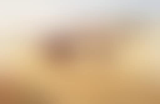 Covey of partridge in flight over barley field (preview)