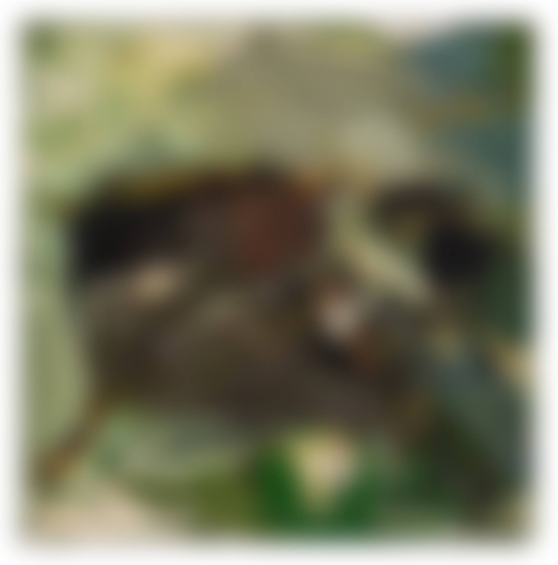 Grenouille (preview)