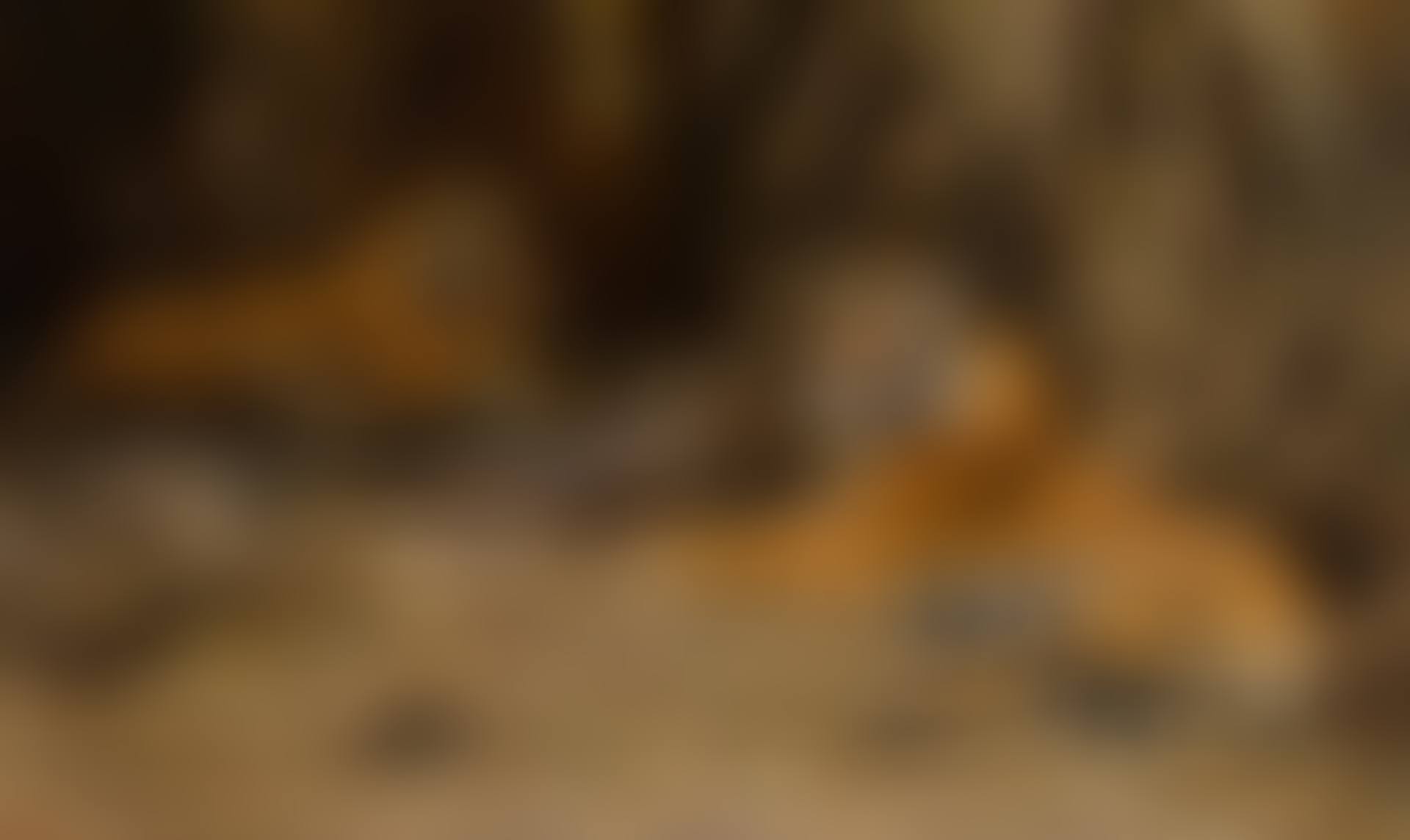 Tigers in the Jungle (preview)