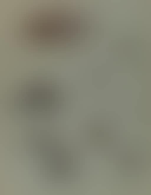 Study of sandpipiers, coursers and other birds (preview)